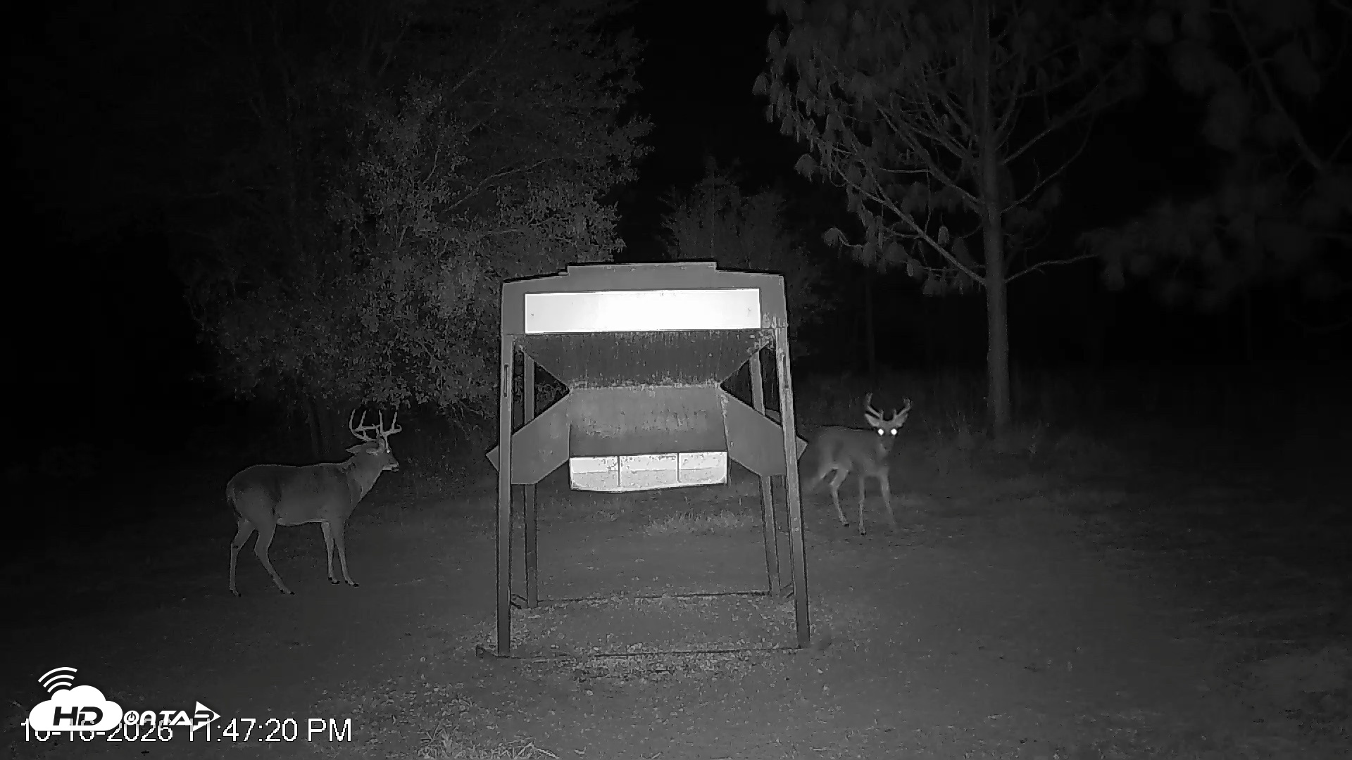 Snapshot of Leesburg Georgia Live Deer Feeder Webcam taken Oct 16, 2026, 11:47pm EDT
