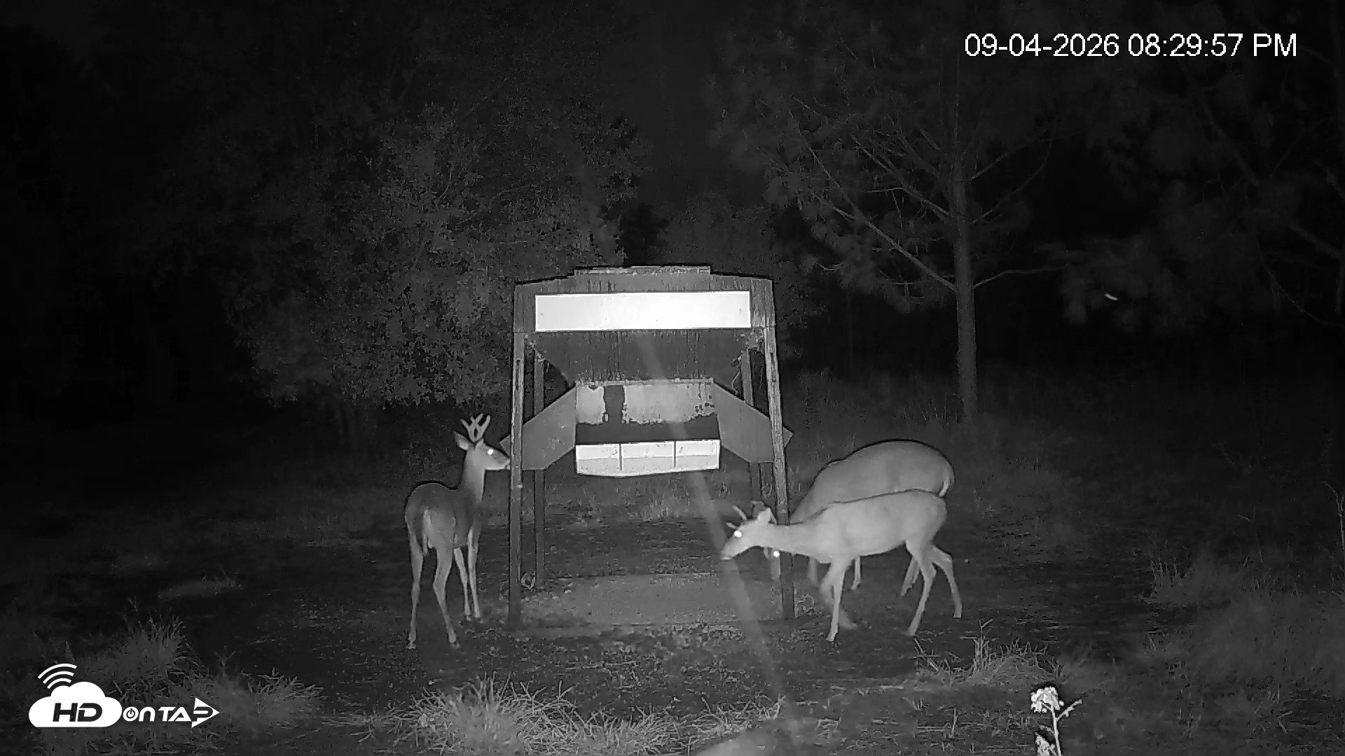 Snapshot of Leesburg Georgia Live Deer Feeder Webcam taken Sep 4, 2026, 8:30pm EDT