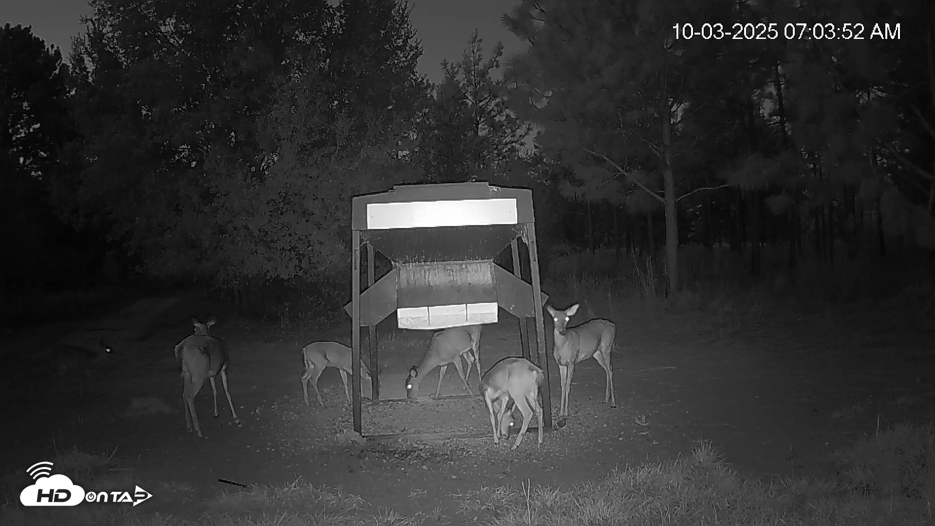 Snapshot of Leesburg Georgia Live Deer Feeder Webcam taken Oct 3, 2025, 7:03am EDT