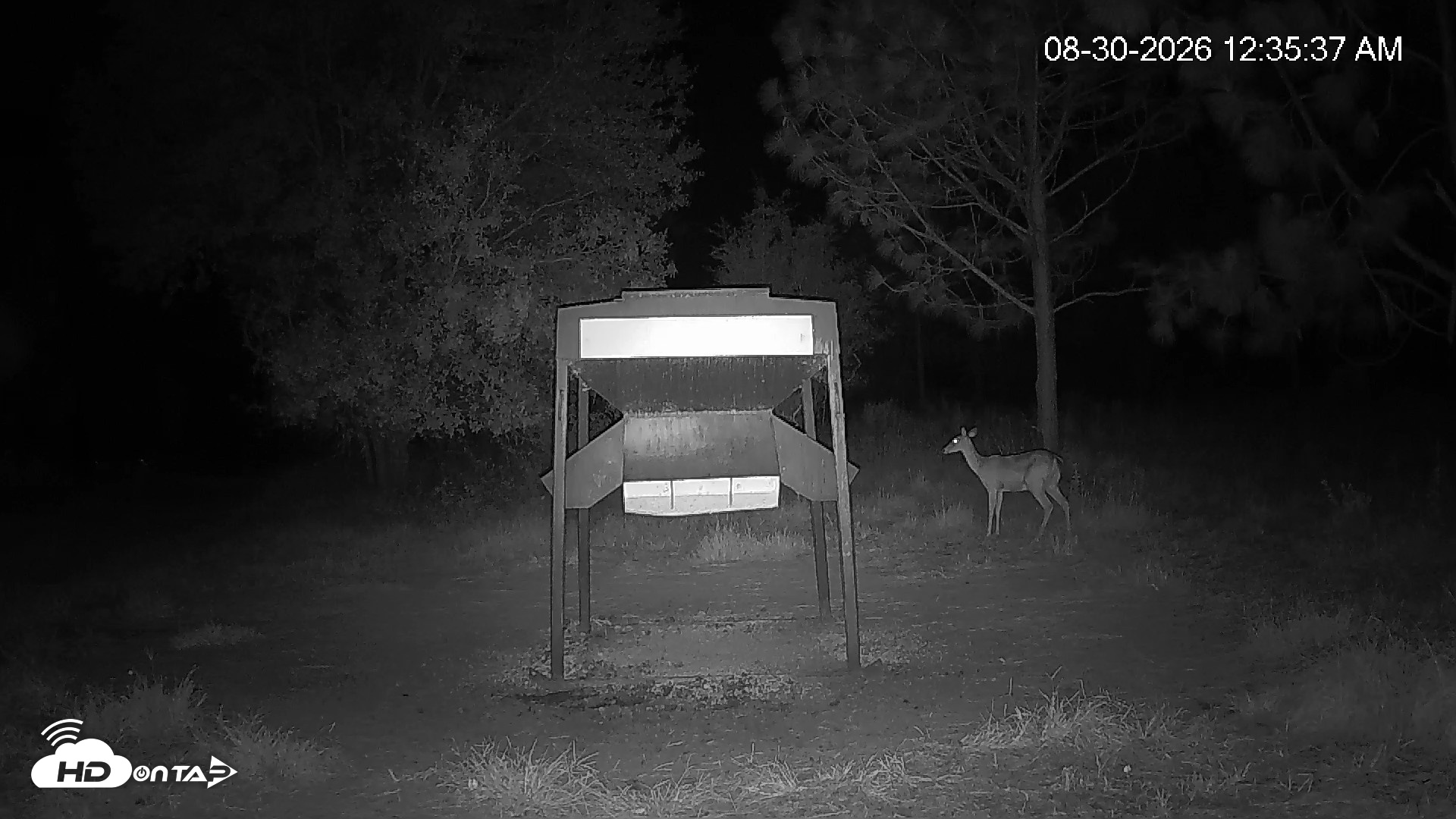 Snapshot of Leesburg Georgia Live Deer Feeder Webcam taken Aug 30, 2026, 12:35am EDT