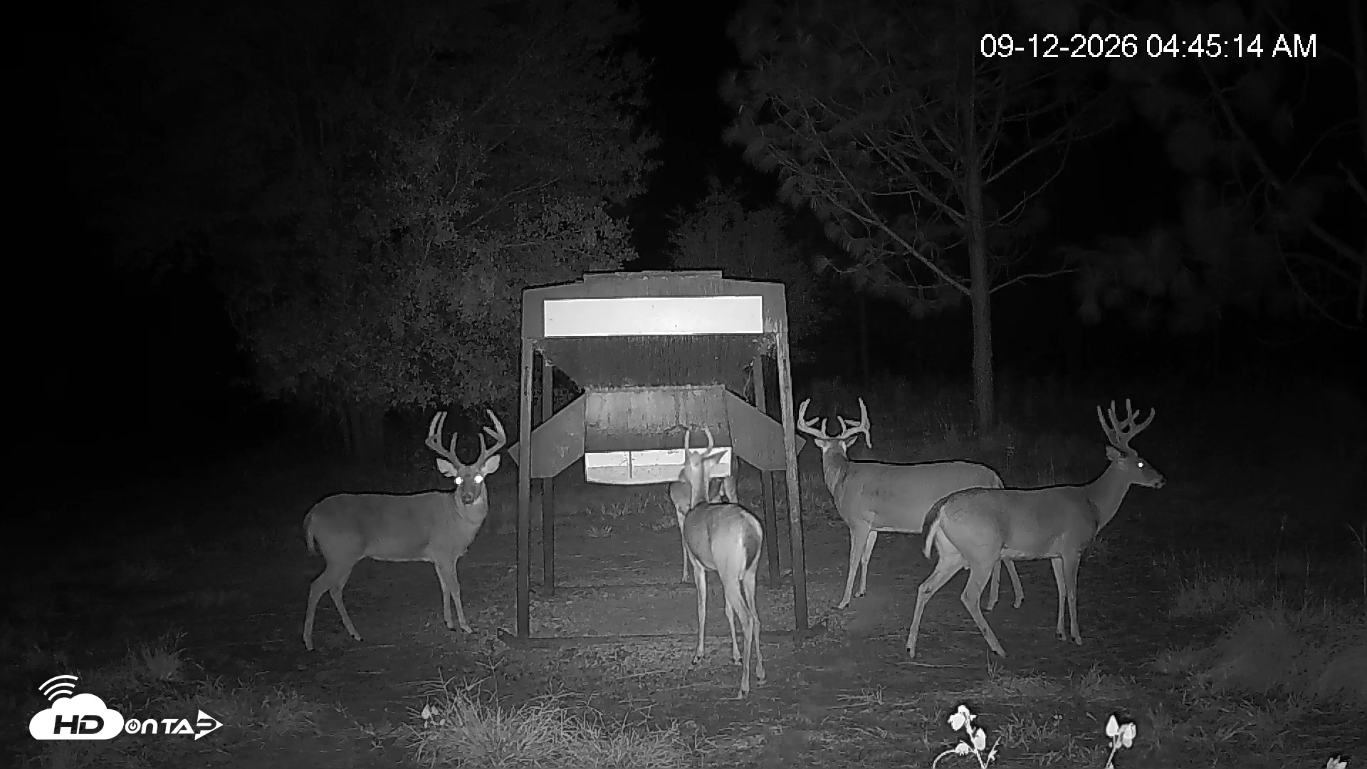 Snapshot of Leesburg Georgia Live Deer Feeder Webcam taken Sep 12, 2026, 4:45am EDT