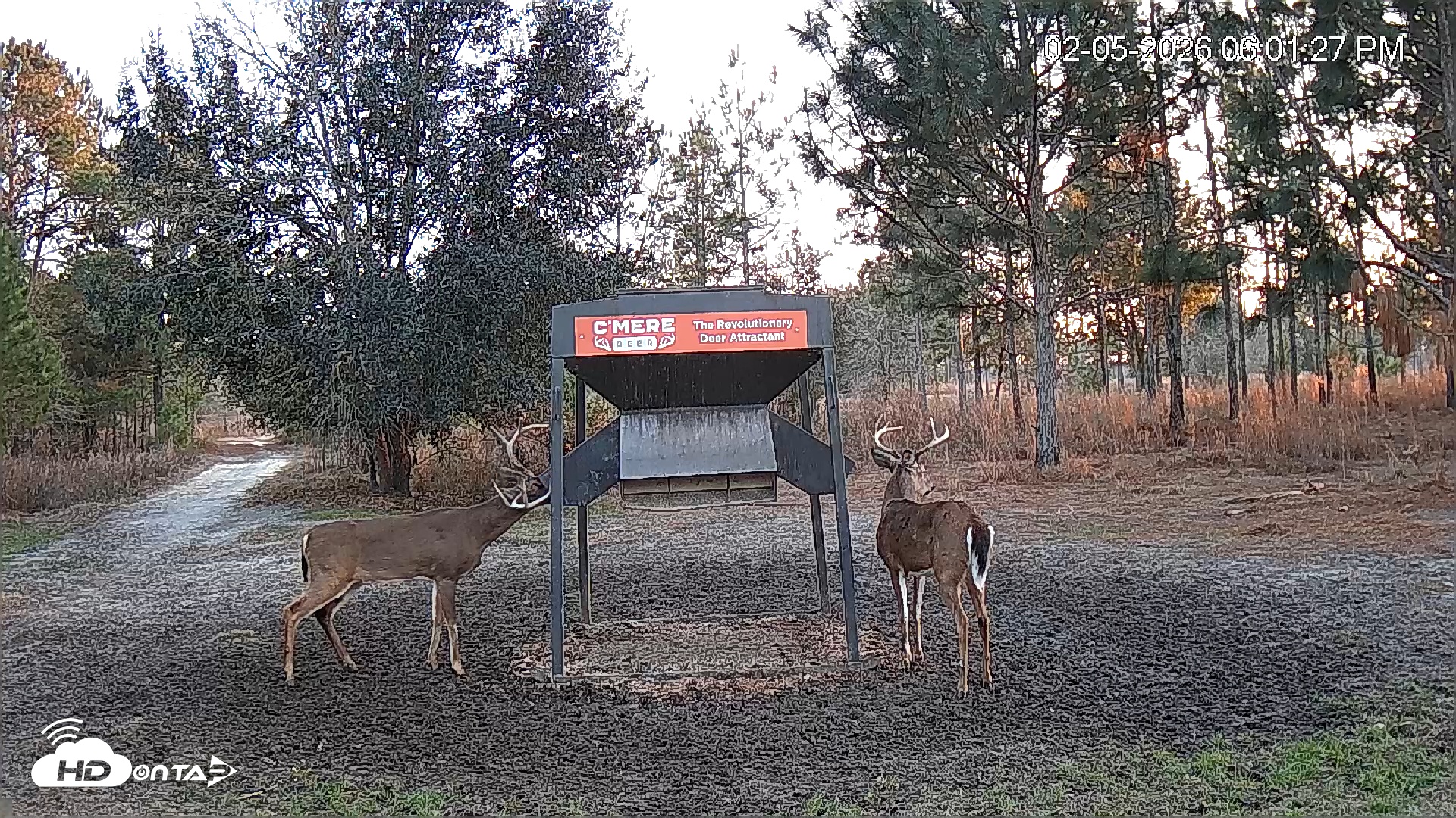 Snapshot of Leesburg Georgia Live Deer Feeder Webcam taken Feb 5, 2026, 6:01pm EST