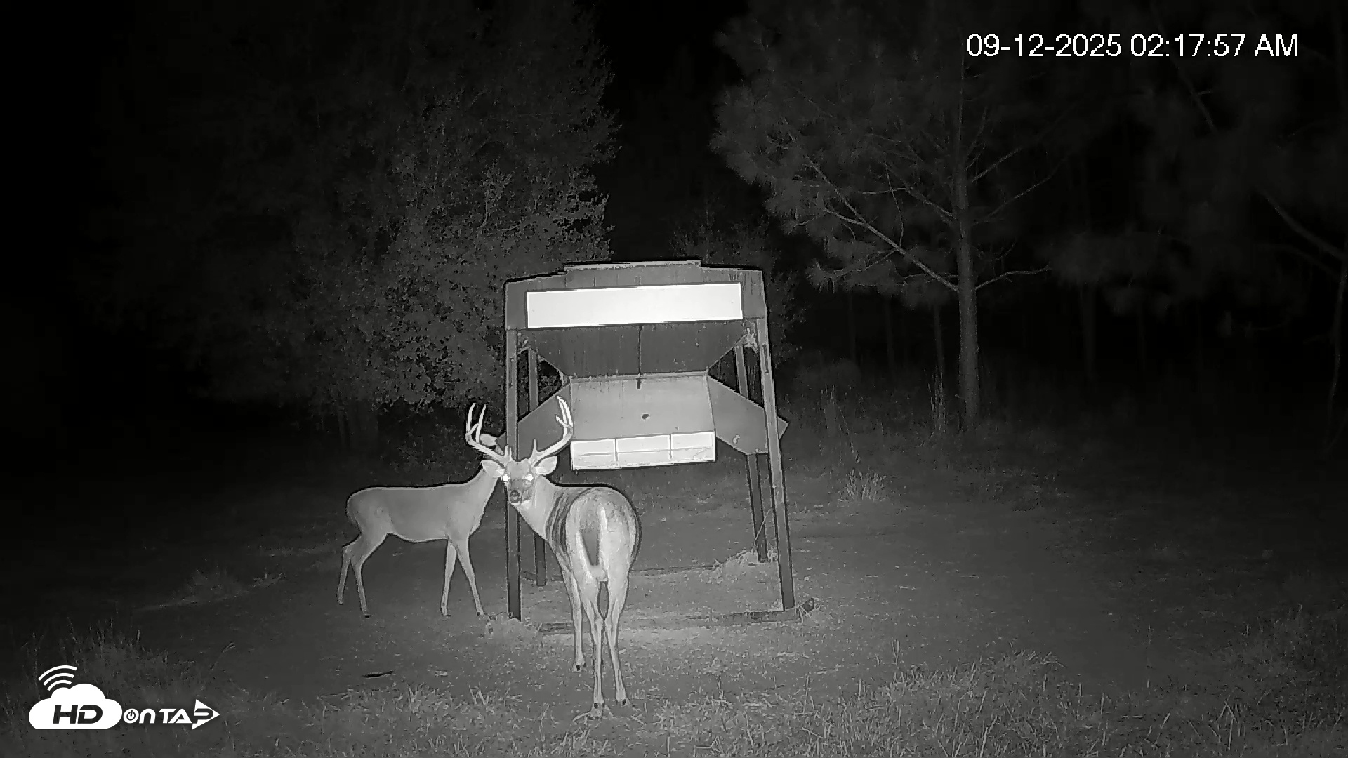 Snapshot of Leesburg Georgia Live Deer Feeder Webcam taken Sep 12, 2025, 2:18am EDT