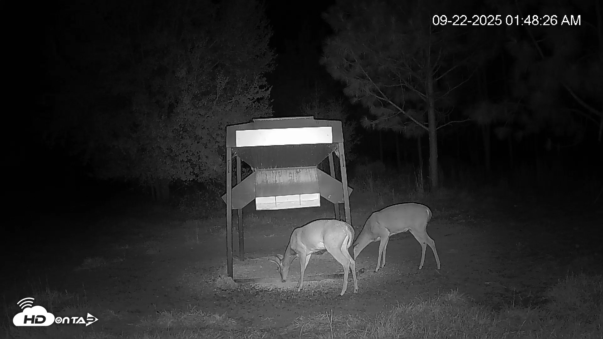 Snapshot of Leesburg Georgia Live Deer Feeder Webcam taken Sep 22, 2025, 1:48am EDT