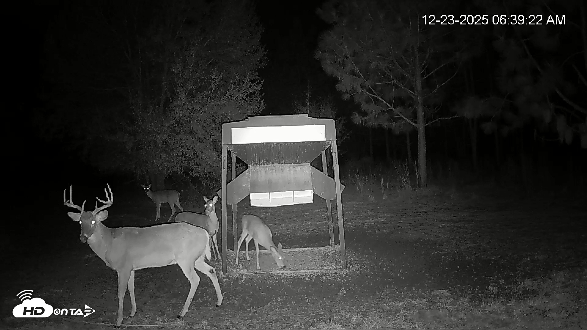 Snapshot of Leesburg Georgia Live Deer Feeder Webcam taken Dec 23, 2025, 6:39am EST