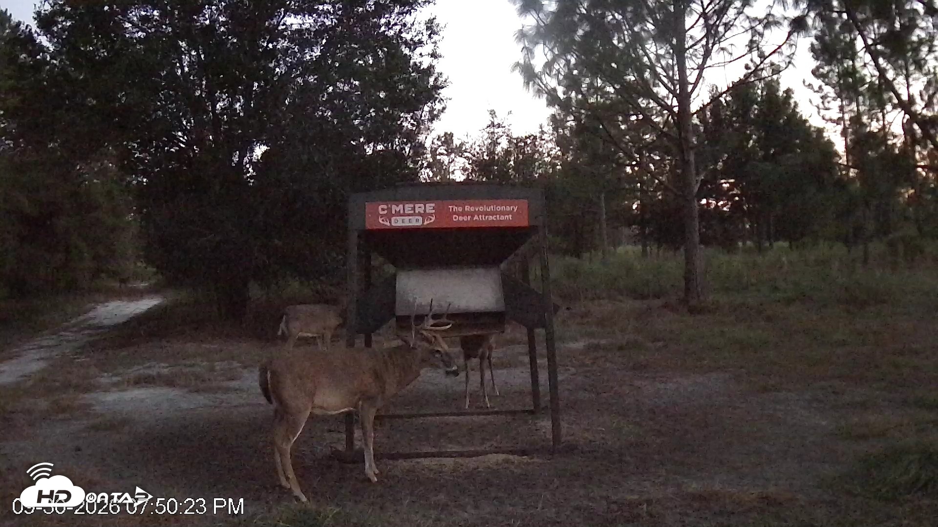 Snapshot of Leesburg Georgia Live Deer Feeder Webcam taken Sep 30, 2026, 7:51pm EDT
