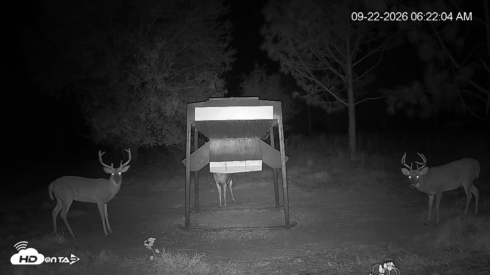 Snapshot of Leesburg Georgia Live Deer Feeder Webcam taken Sep 22, 2026, 6:22am EDT