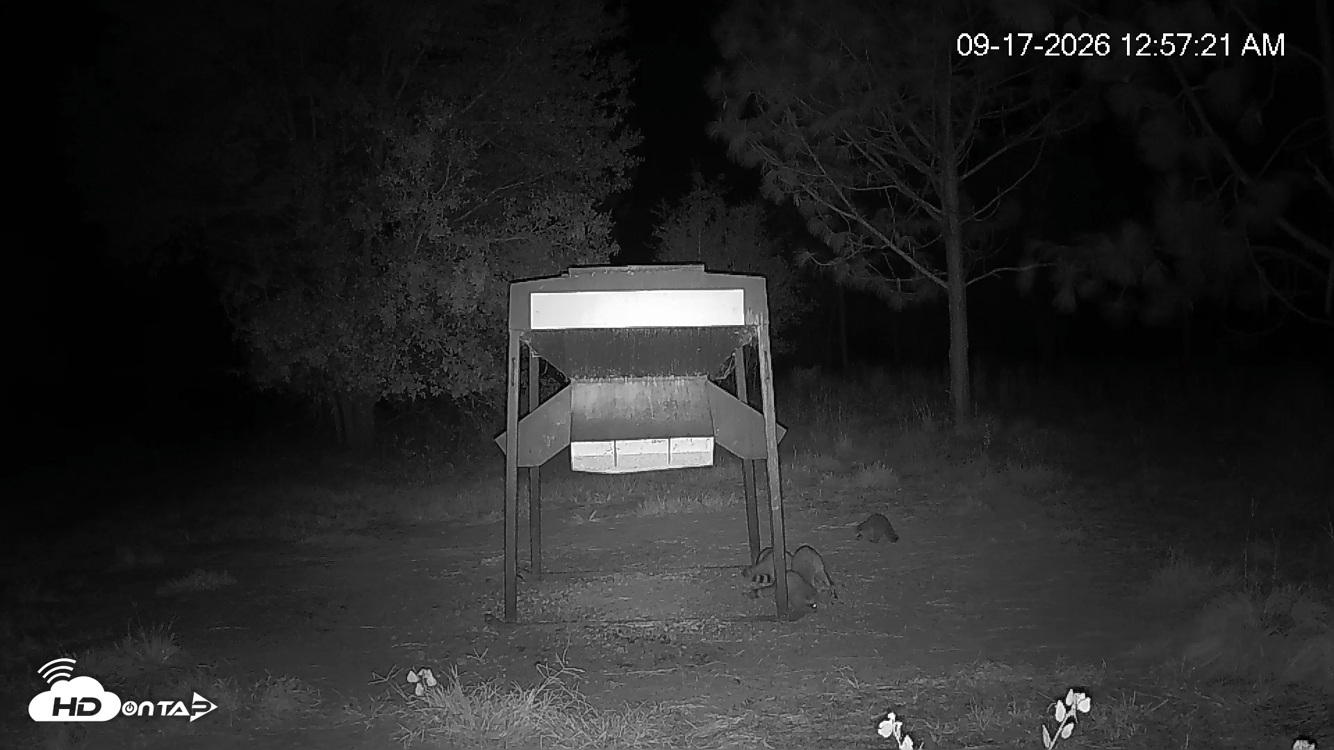 Snapshot of Leesburg Georgia Live Deer Feeder Webcam taken Sep 17, 2026, 12:57am EDT