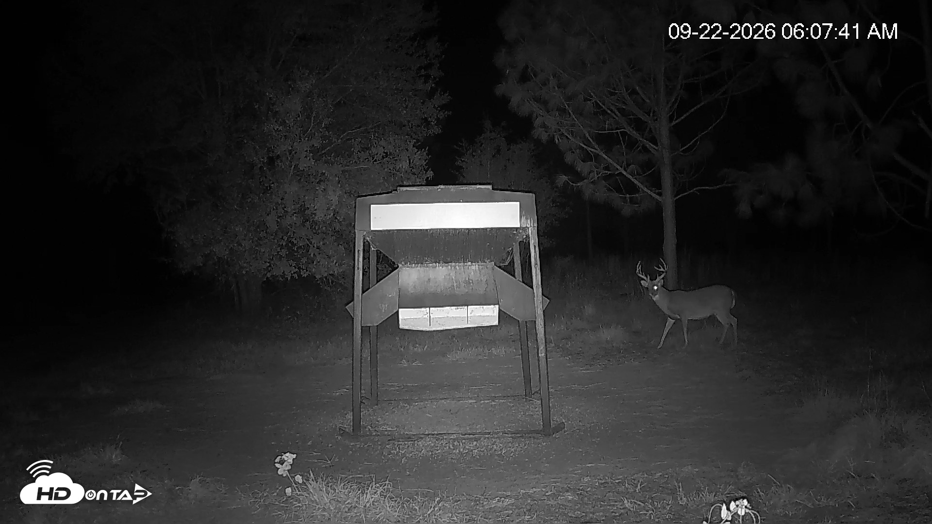Snapshot of Leesburg Georgia Live Deer Feeder Webcam taken Sep 22, 2026, 6:07am EDT