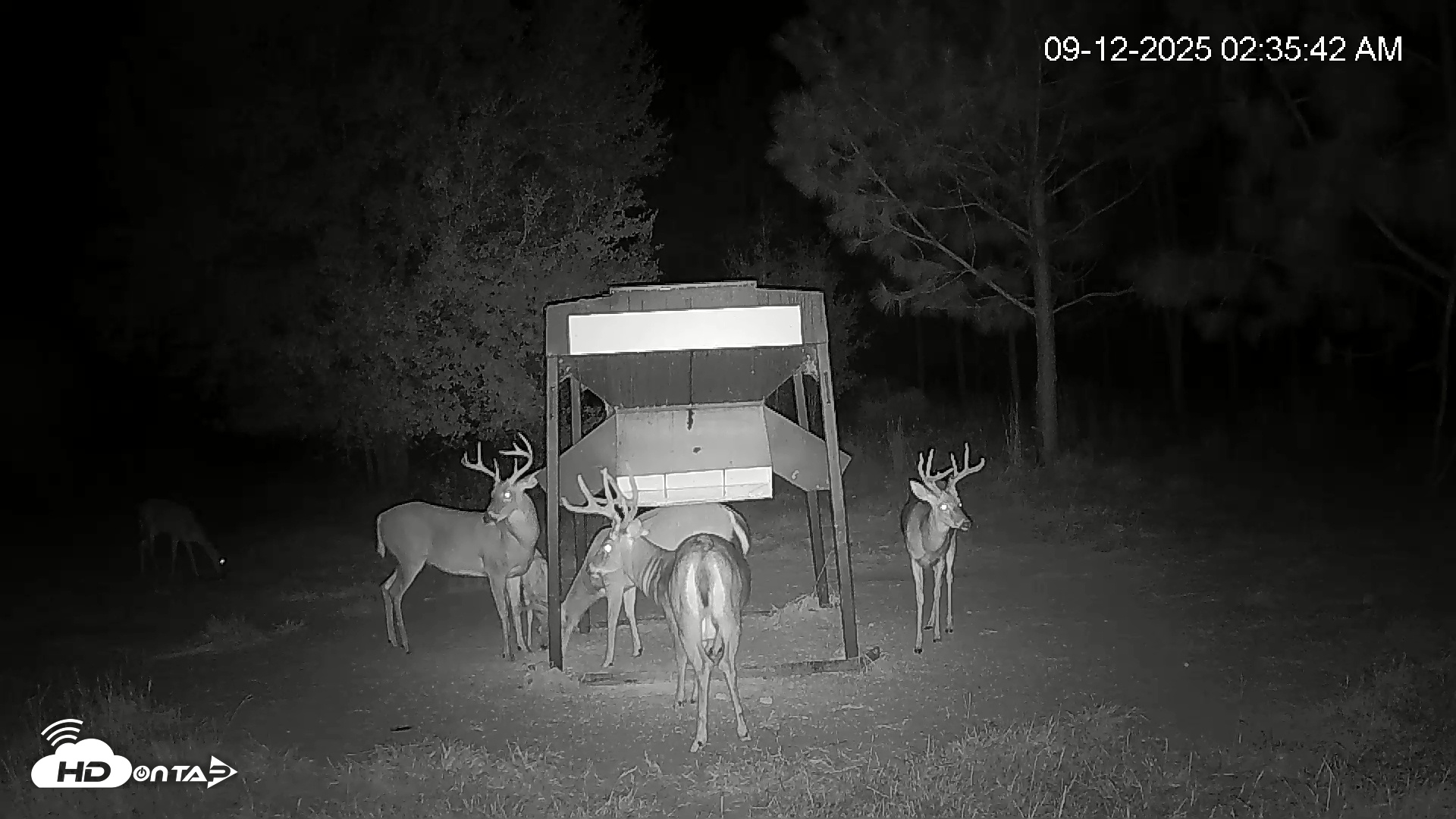 Snapshot of Leesburg Georgia Live Deer Feeder Webcam taken Sep 12, 2025, 2:36am EDT