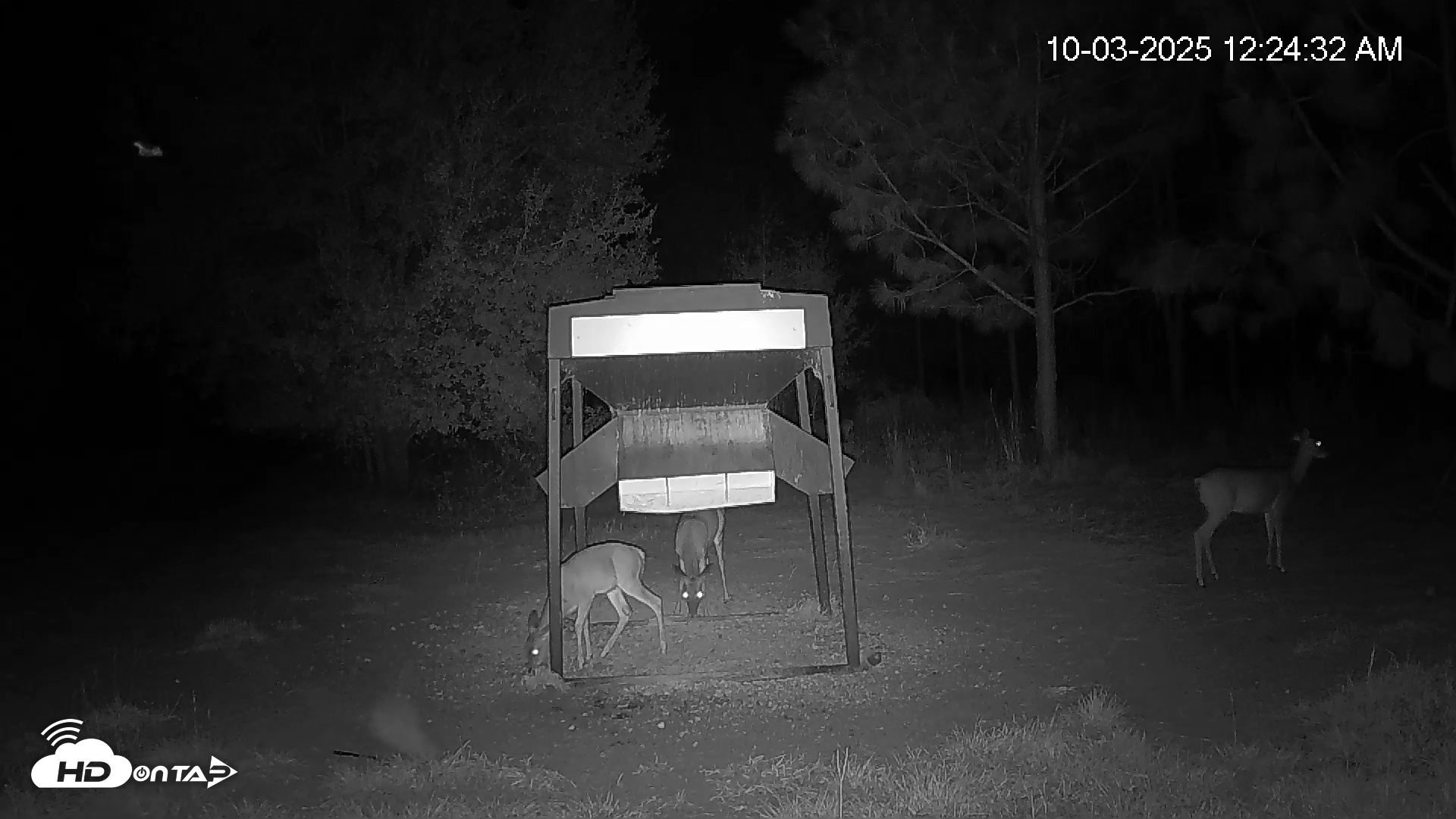 Snapshot of Leesburg Georgia Live Deer Feeder Webcam taken Oct 3, 2025, 12:24am EDT