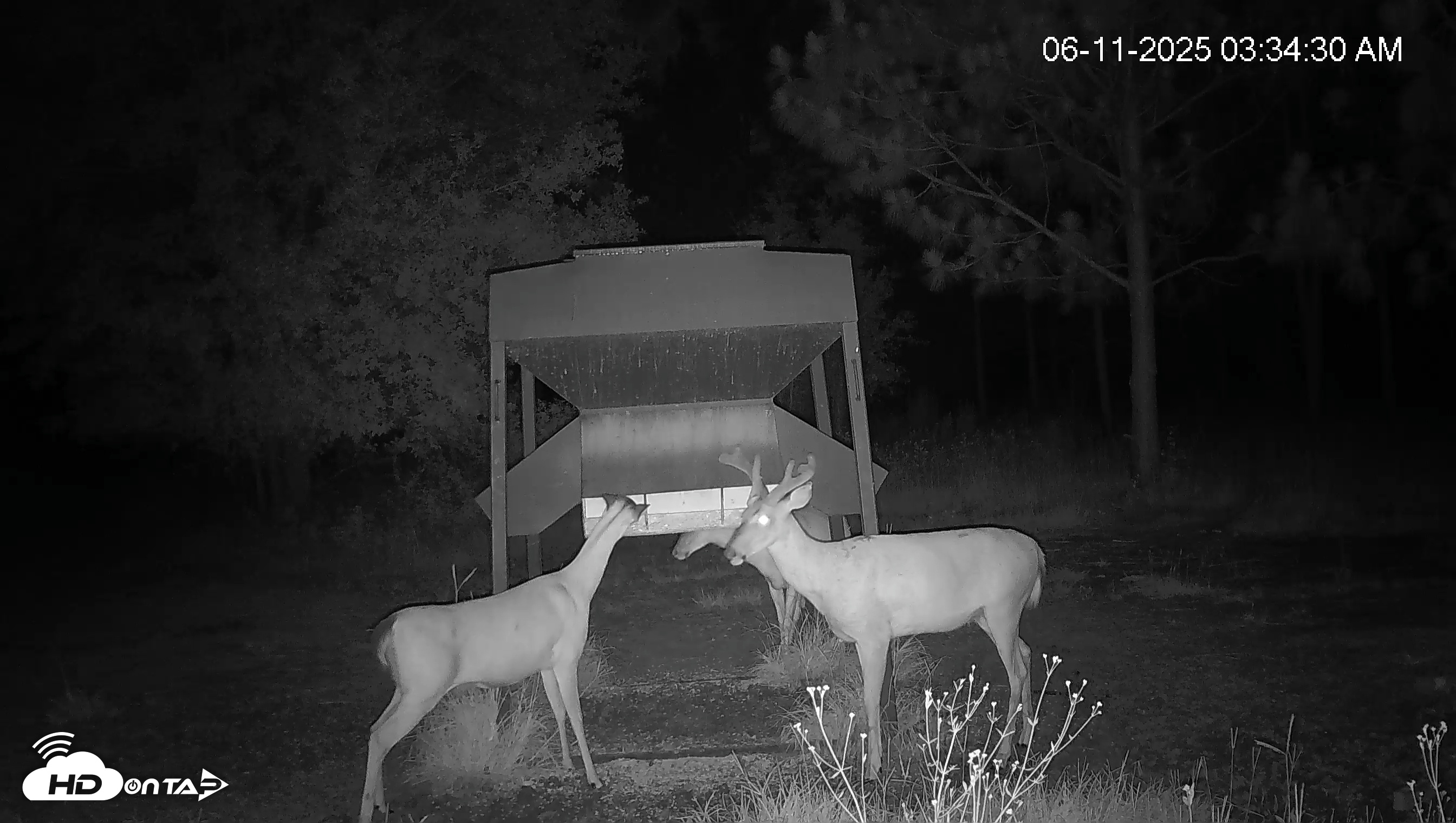 Snapshot of Leesburg Georgia Live Deer Feeder Webcam taken Jun 11, 2025, 3:35am EDT