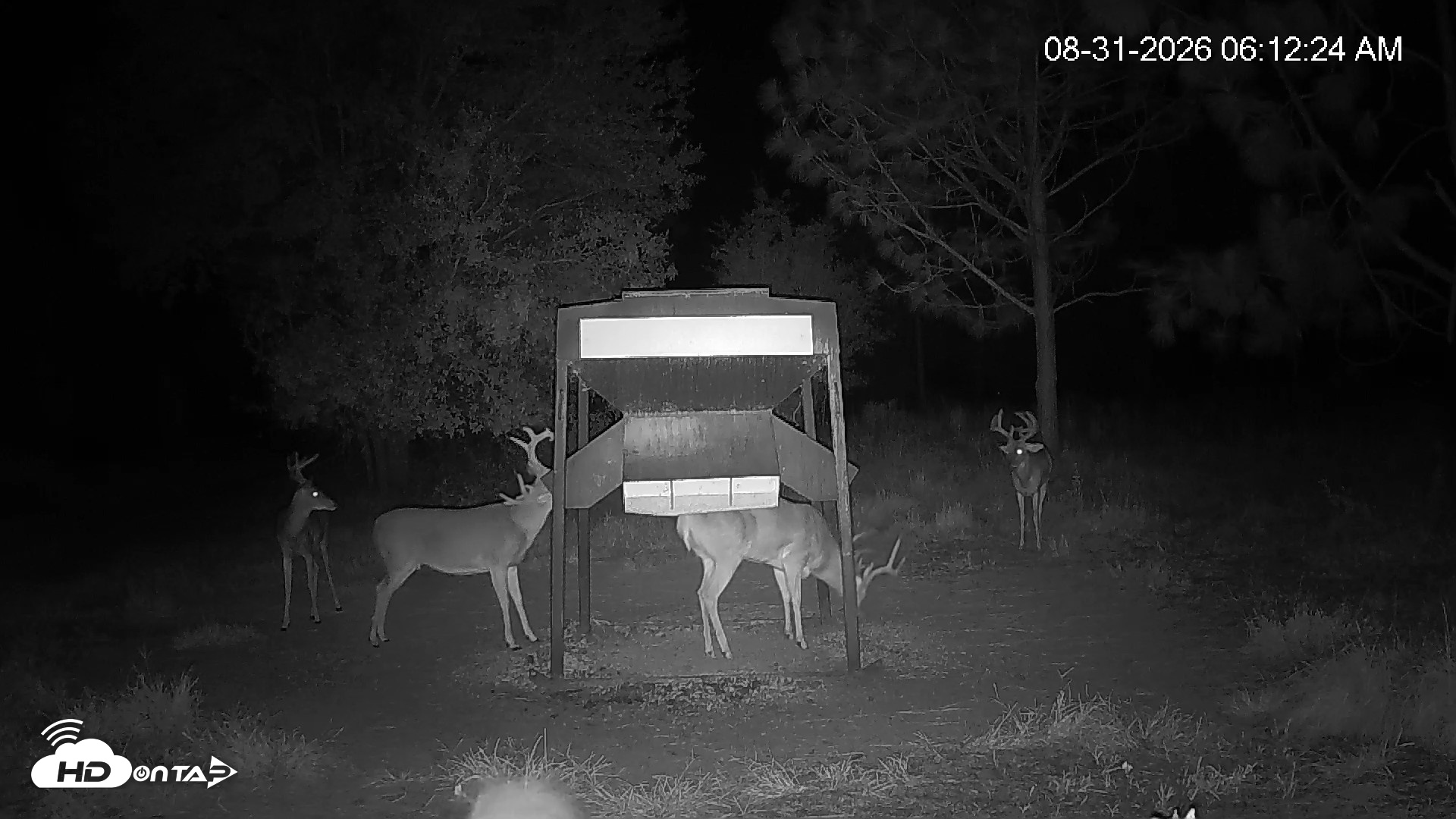 Snapshot of Leesburg Georgia Live Deer Feeder Webcam taken Aug 31, 2026, 6:12am EDT
