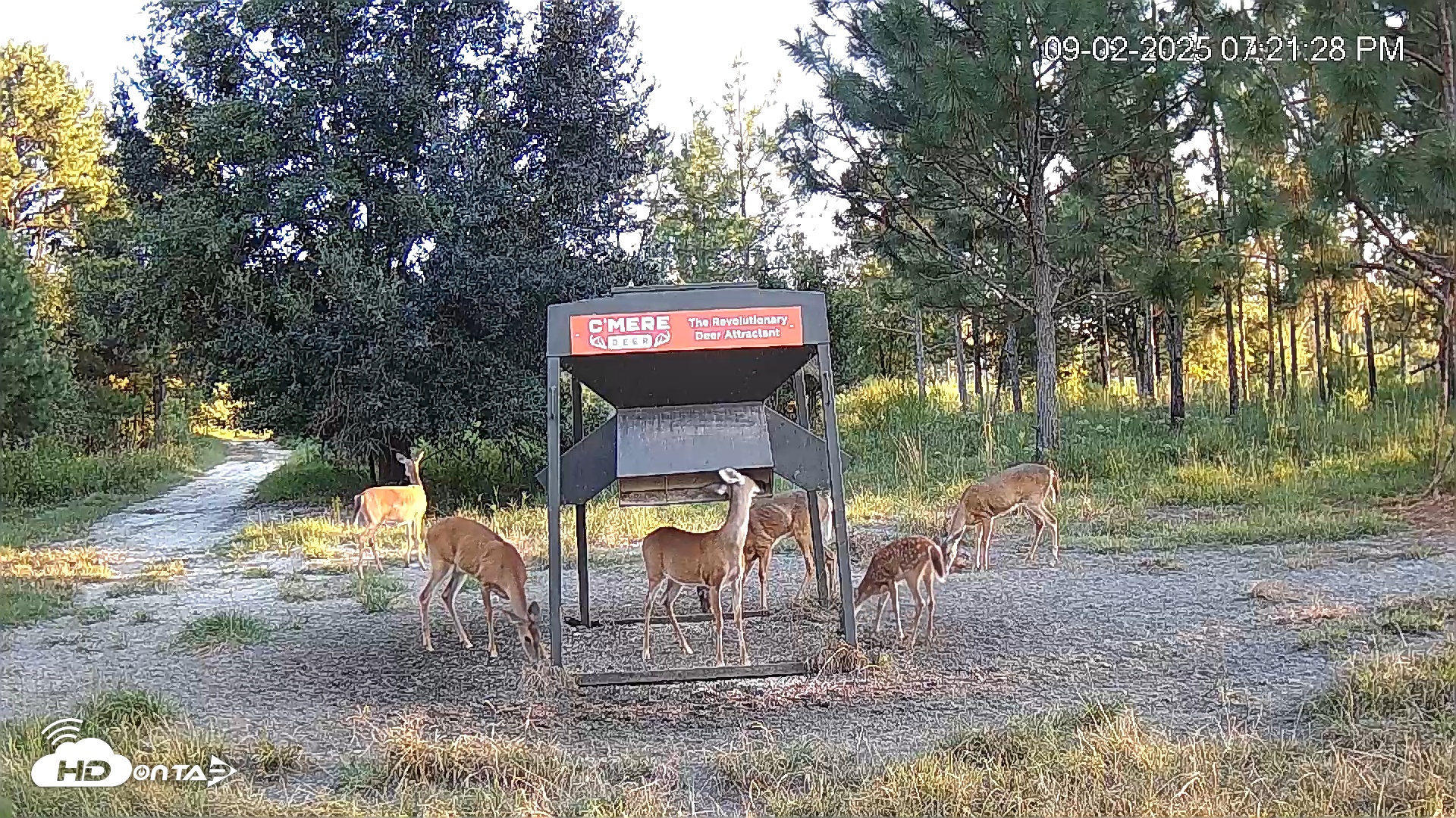 Snapshot of Leesburg Georgia Live Deer Feeder Webcam taken Sep 2, 2025, 7:22pm EDT