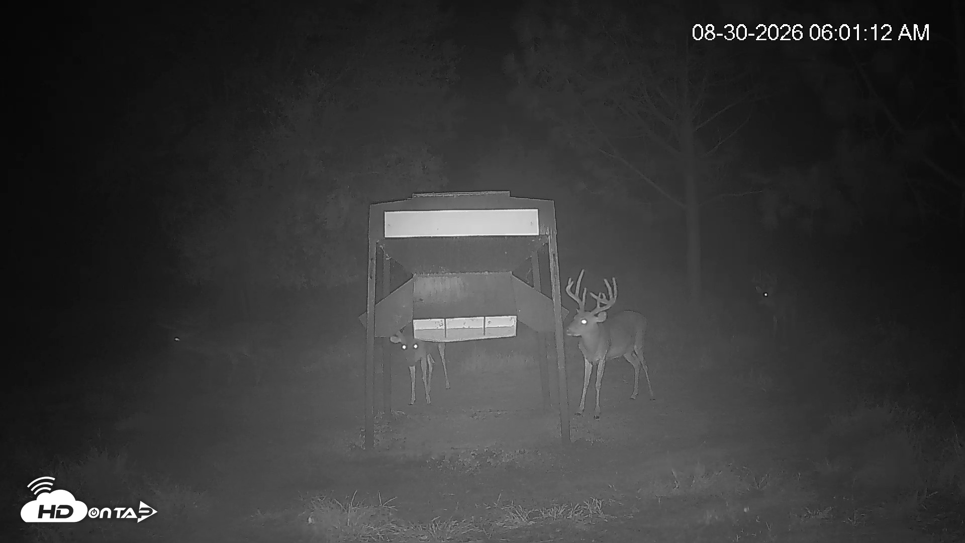 Snapshot of Leesburg Georgia Live Deer Feeder Webcam taken Aug 30, 2026, 6:00am EDT