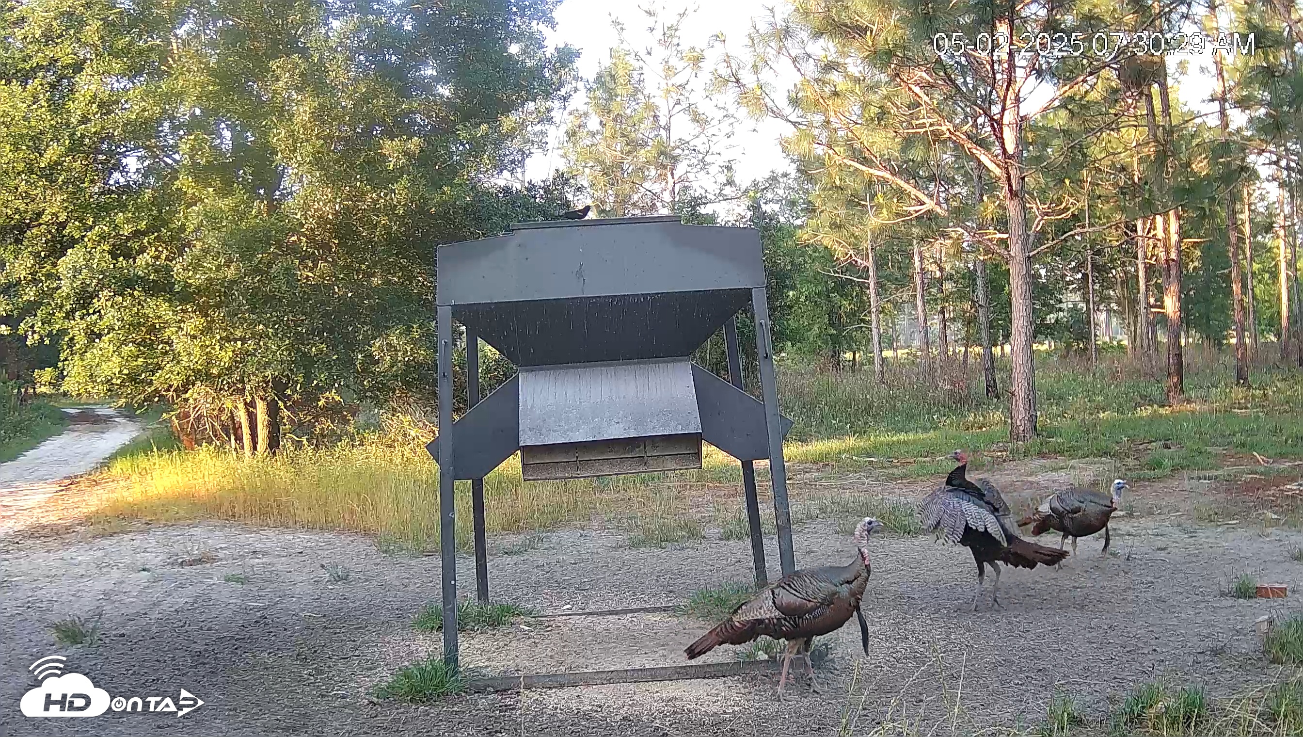 Snapshot of Leesburg Georgia Live Deer Feeder Webcam taken May 2, 2025, 7:30am EDT
