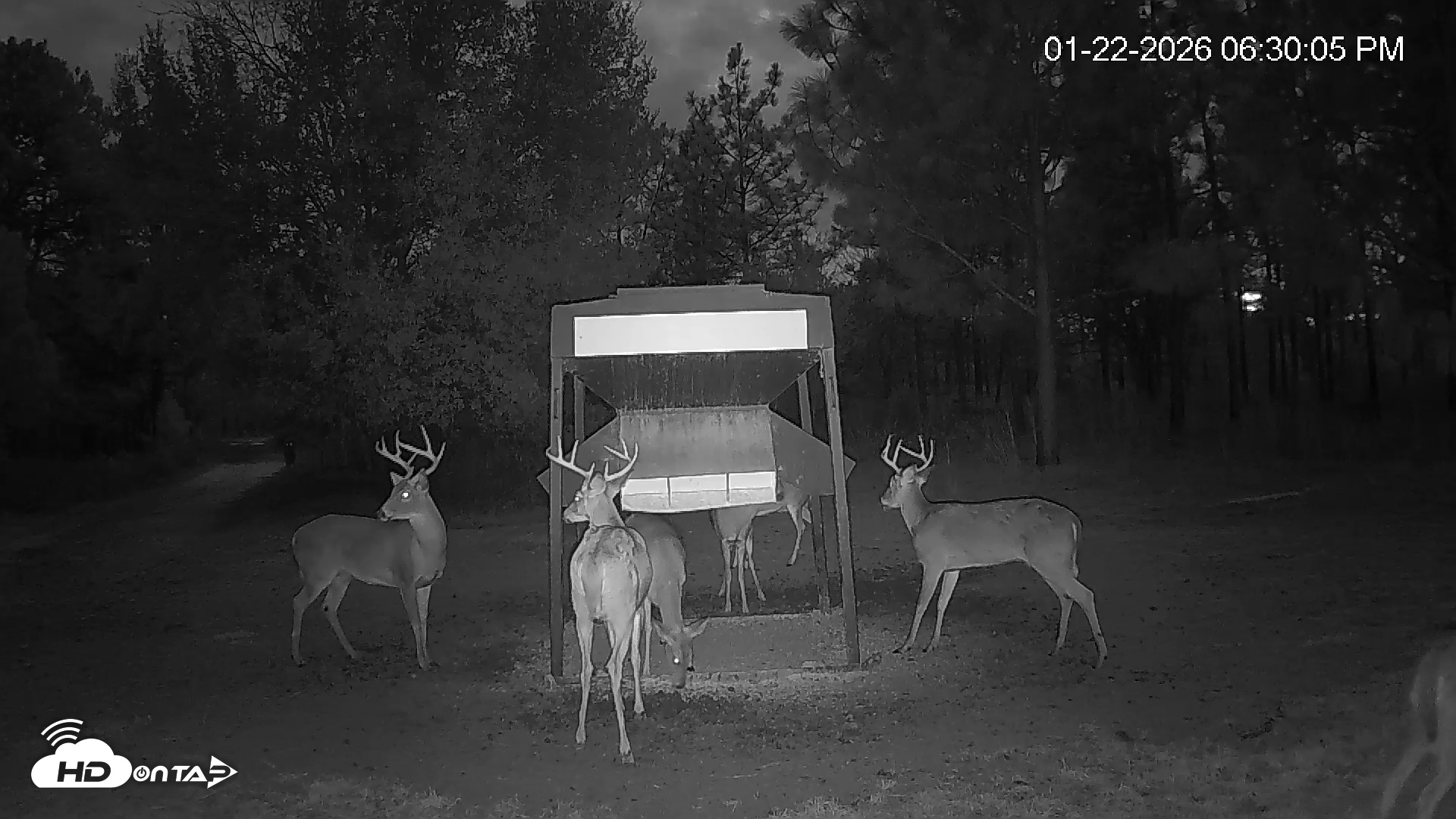 Snapshot of Leesburg Georgia Live Deer Feeder Webcam taken Jan 22, 2026, 6:30pm EST