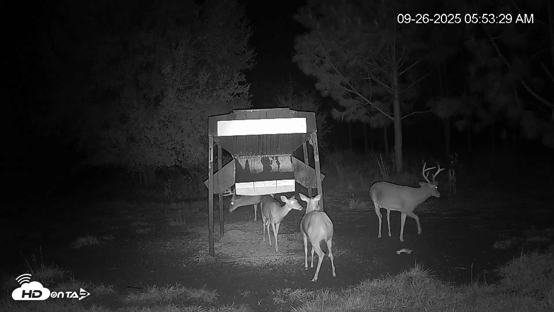 Snapshot of Leesburg Georgia Live Deer Feeder Webcam taken Sep 26, 2025, 5:53am EDT