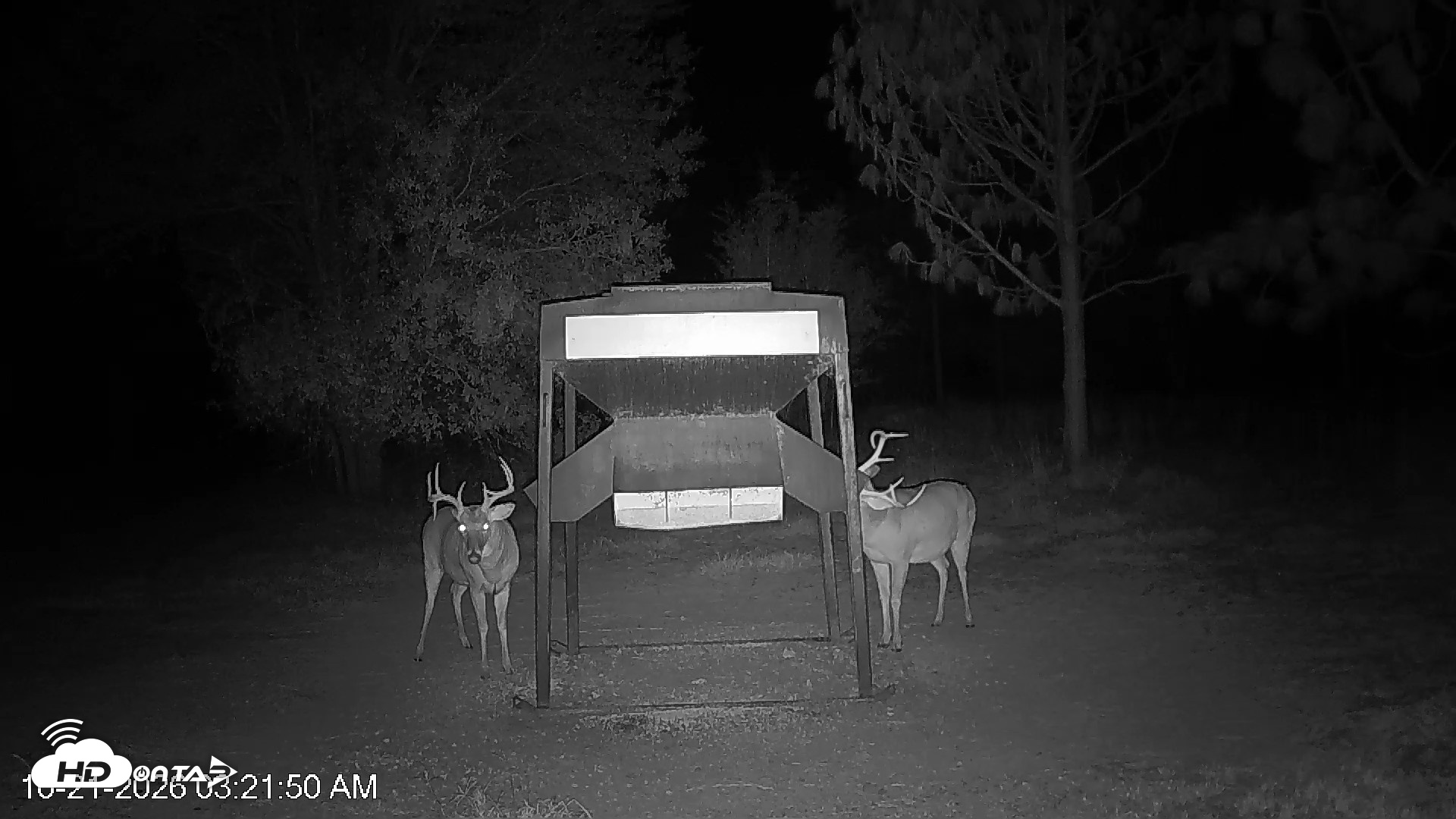 Snapshot of Leesburg Georgia Live Deer Feeder Webcam taken Oct 21, 2026, 3:22am EDT