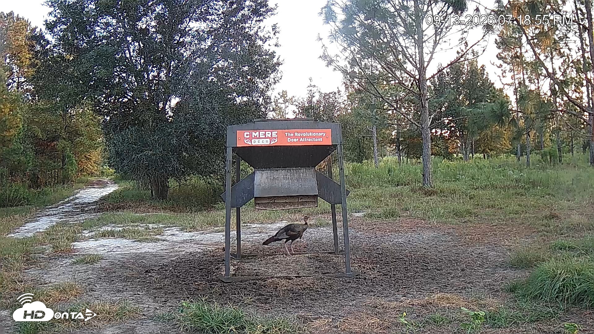 Snapshot of Leesburg Georgia Live Deer Feeder Webcam taken Sep 13, 2026, 7:19pm EDT