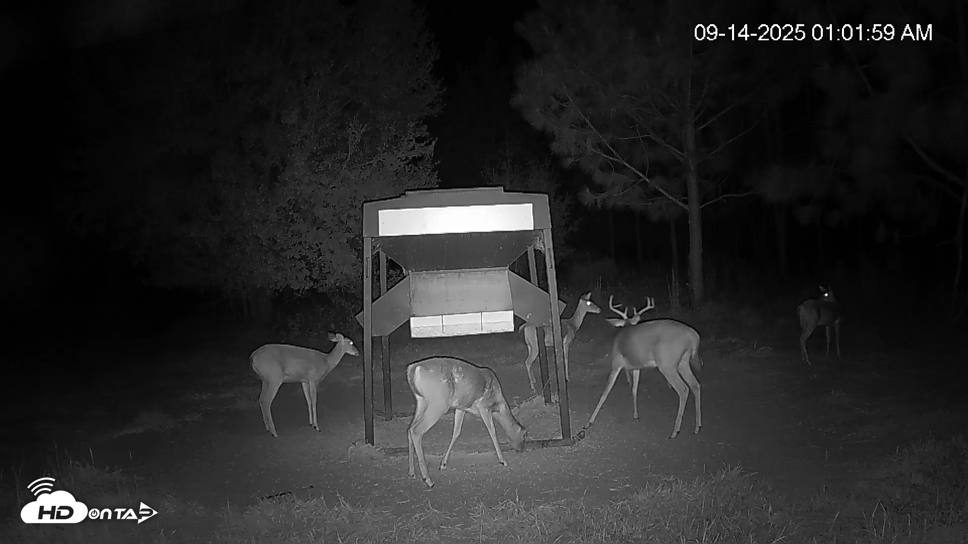 Snapshot of Leesburg Georgia Live Deer Feeder Webcam taken Sep 14, 2025, 1:02am EDT