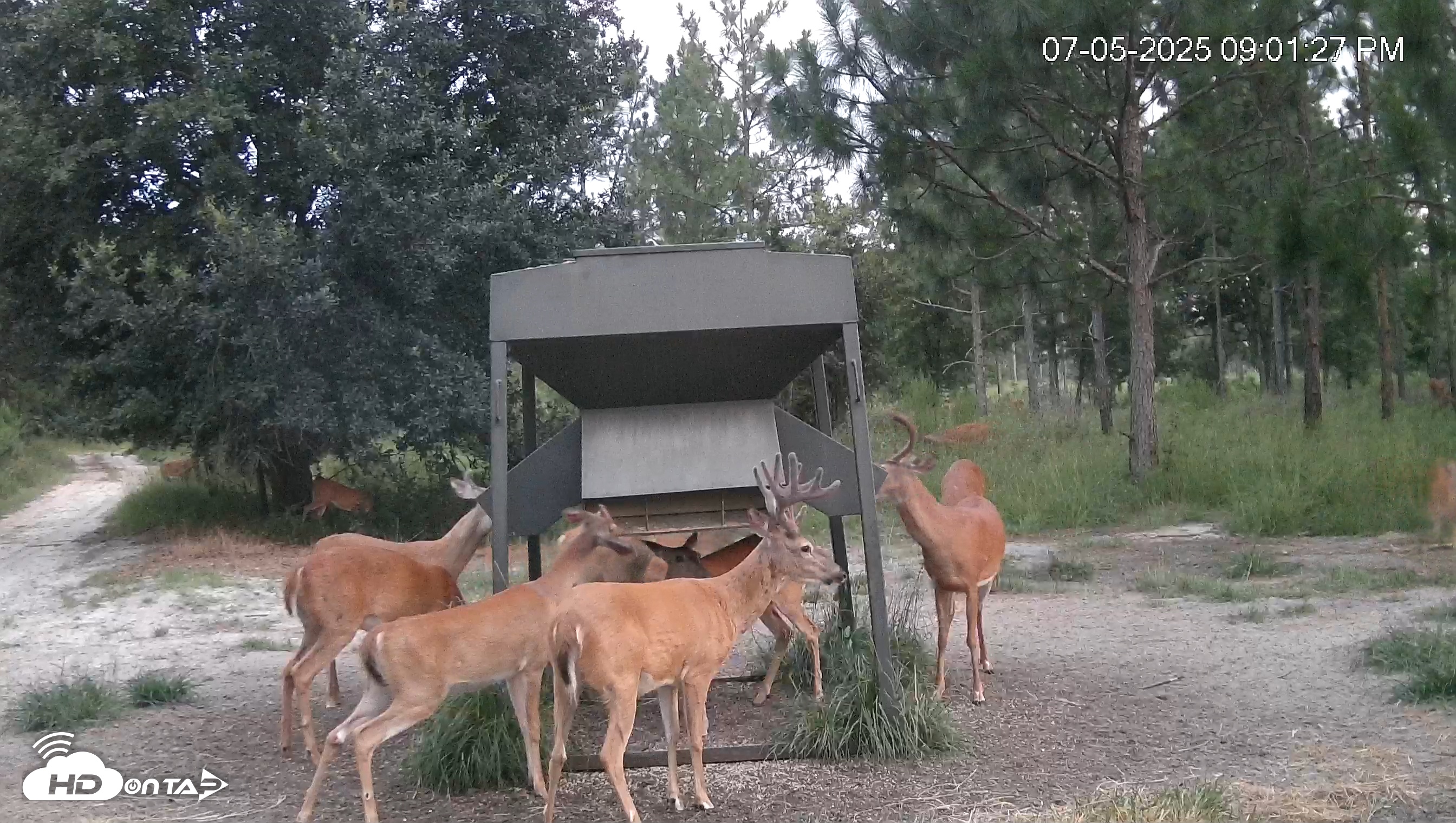 Snapshot of Leesburg Georgia Live Deer Feeder Webcam taken Jul 5, 2025, 9:01pm EDT