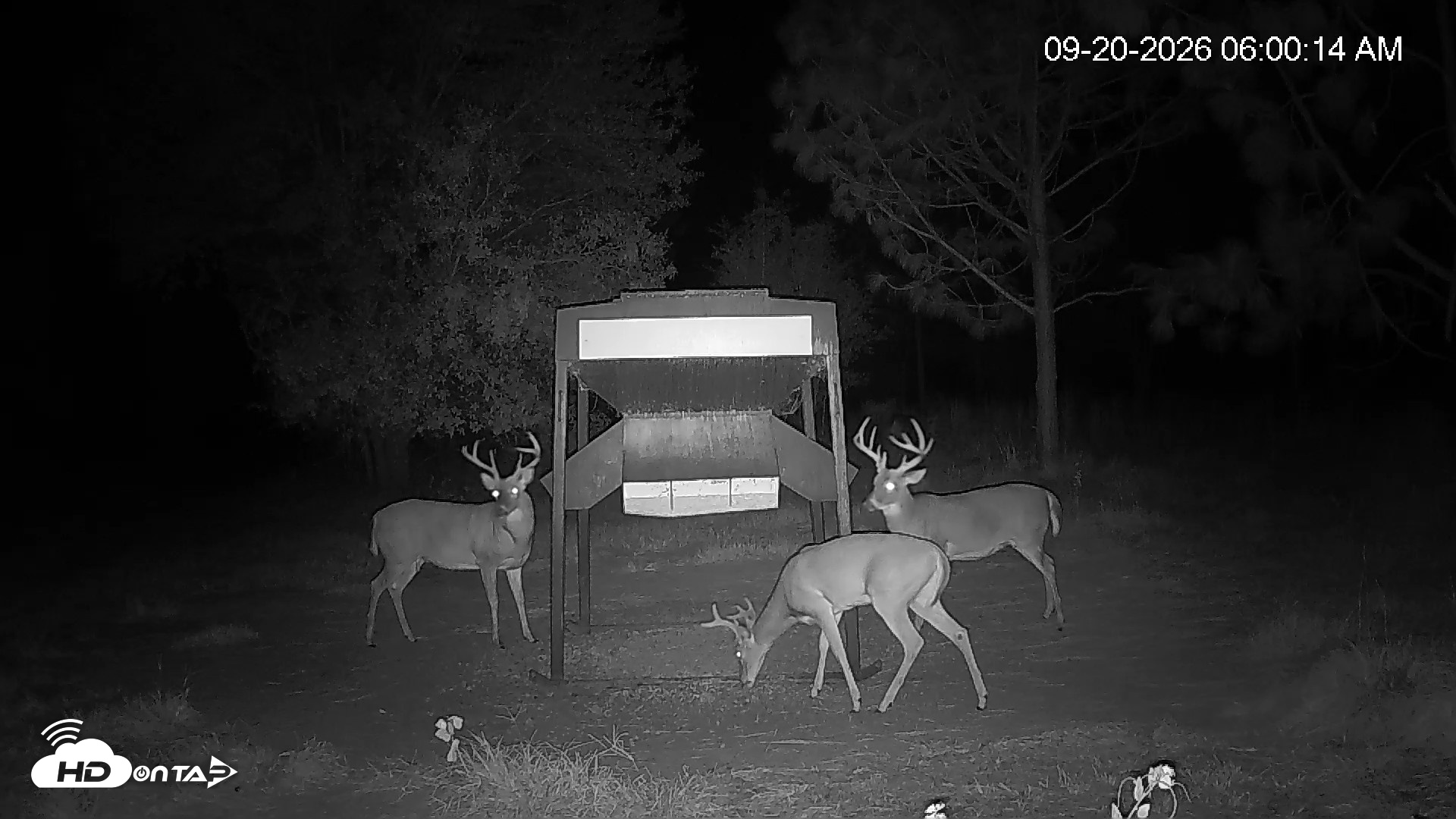 Snapshot of Leesburg Georgia Live Deer Feeder Webcam taken Sep 20, 2026, 6:00am EDT