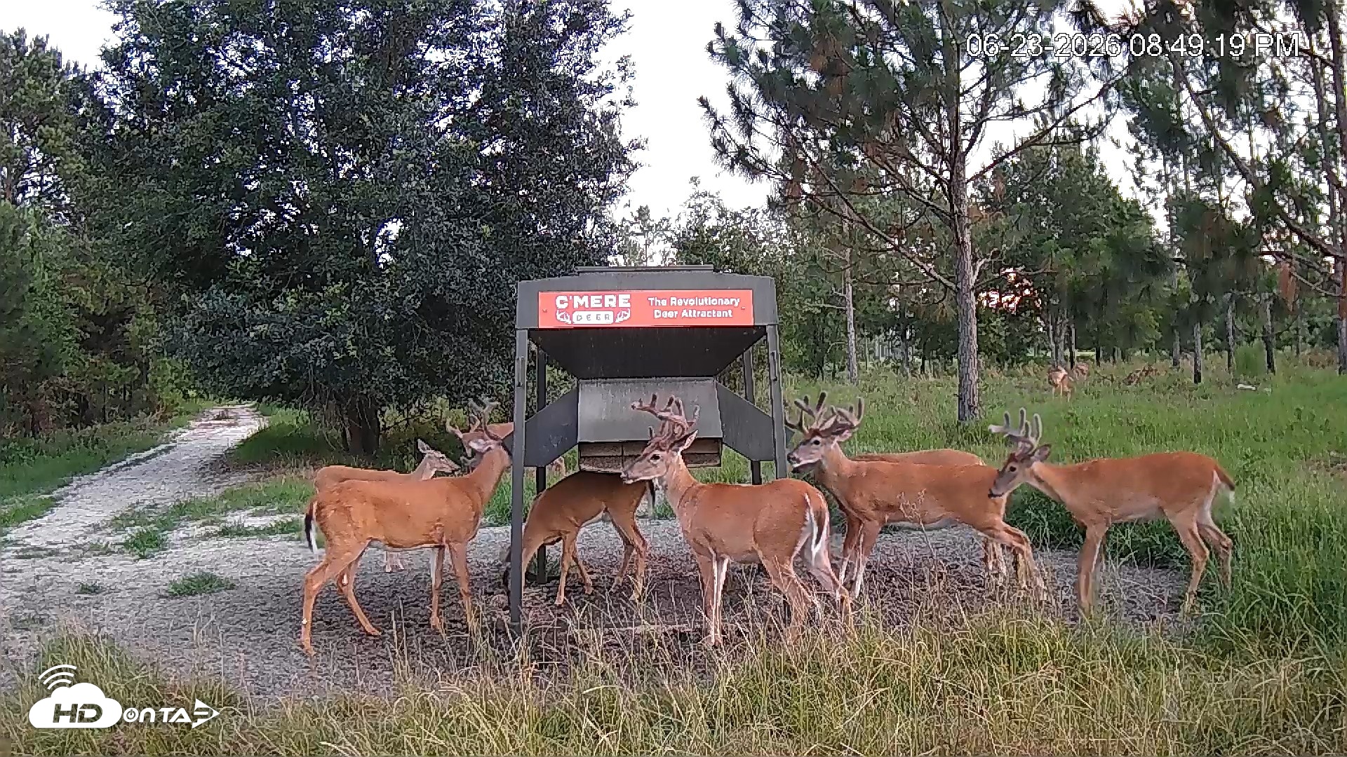 Snapshot of Leesburg Georgia Live Deer Feeder Webcam taken Jun 23, 2026, 8:49pm EDT