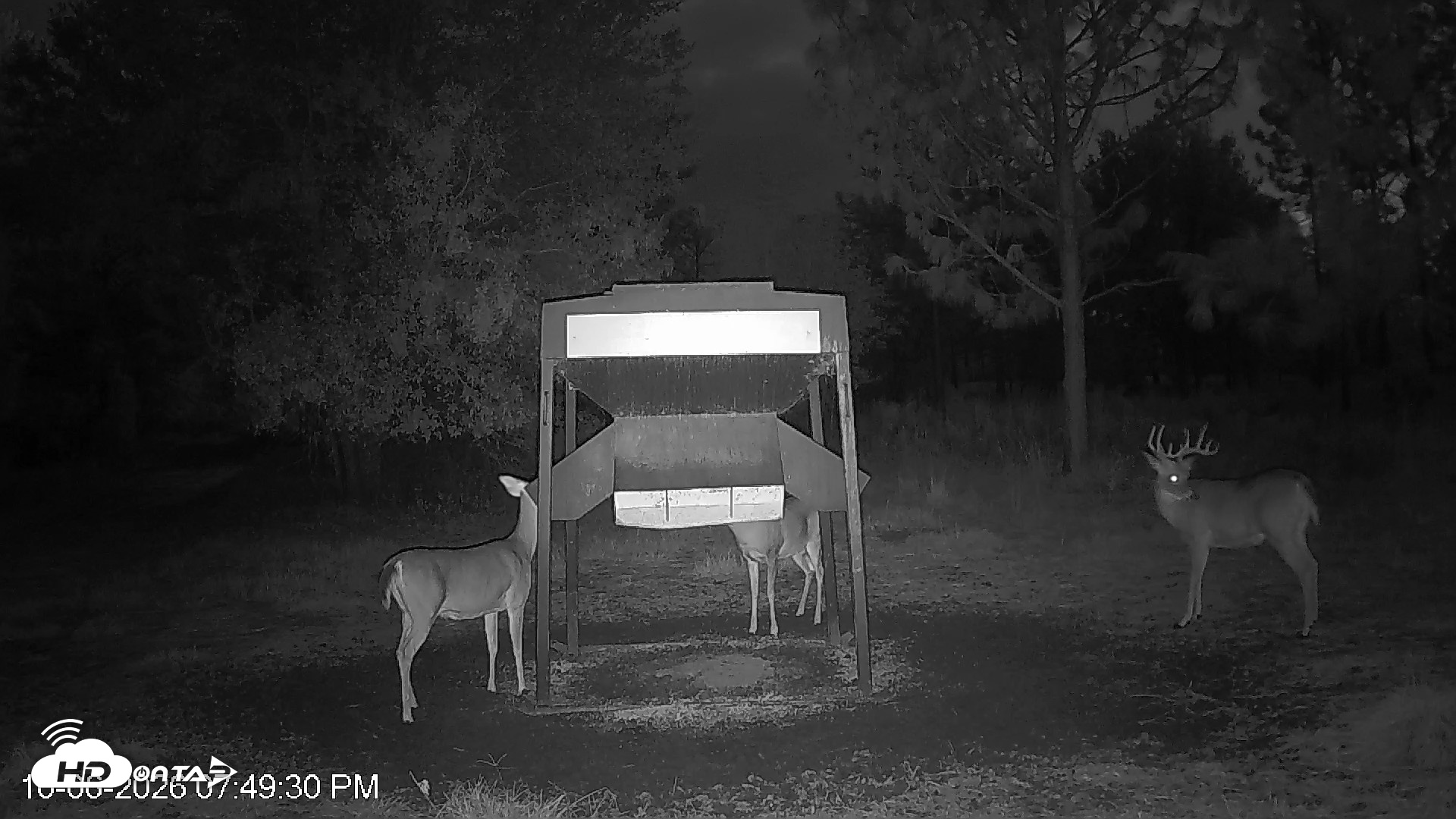 Snapshot of Leesburg Georgia Live Deer Feeder Webcam taken Oct 6, 2026, 7:49pm EDT