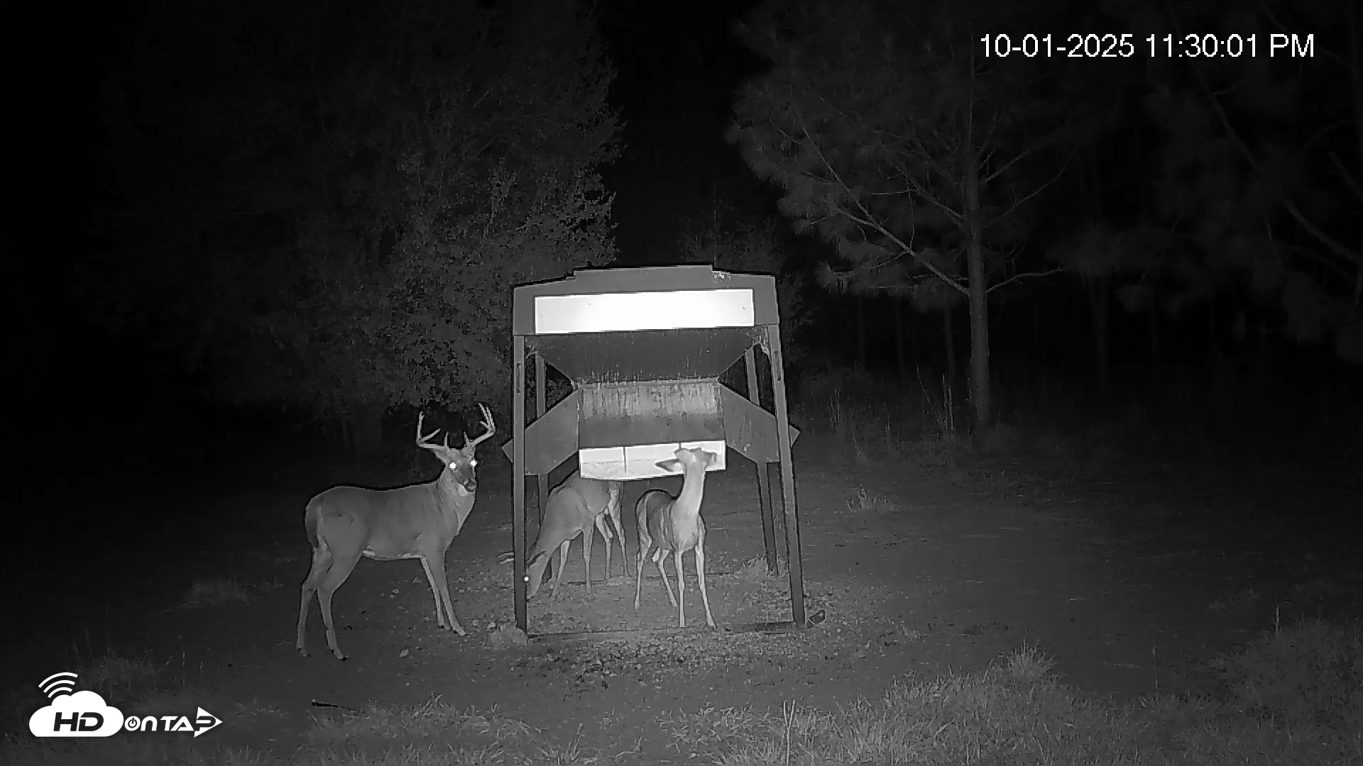 Snapshot of Leesburg Georgia Live Deer Feeder Webcam taken Oct 1, 2025, 11:29pm EDT