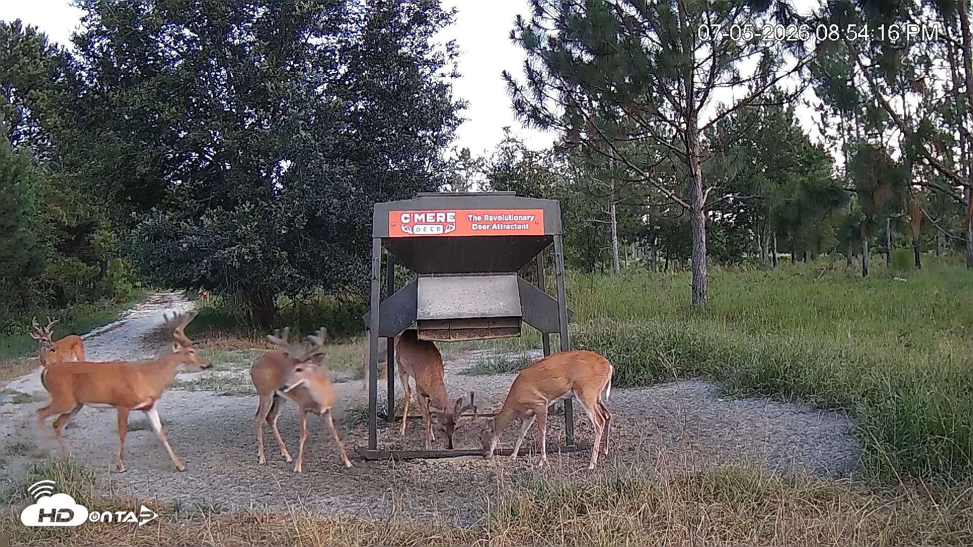 Snapshot of Leesburg Georgia Live Deer Feeder Webcam taken Jul 5, 2026, 8:54pm EDT