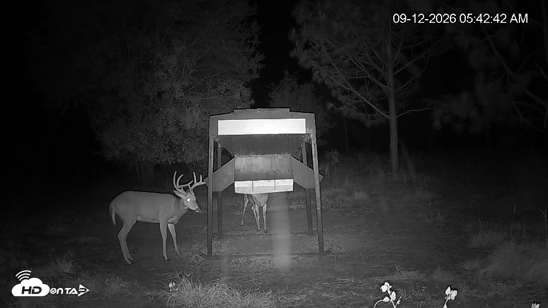 Snapshot of Leesburg Georgia Live Deer Feeder Webcam taken Sep 12, 2026, 5:43am EDT