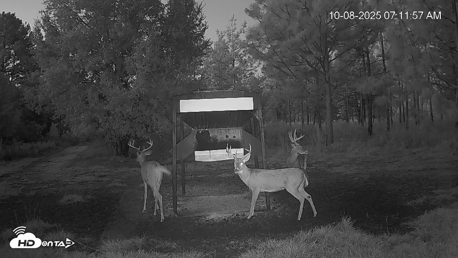 Snapshot of Leesburg Georgia Live Deer Feeder Webcam taken Oct 8, 2025, 7:12am EDT