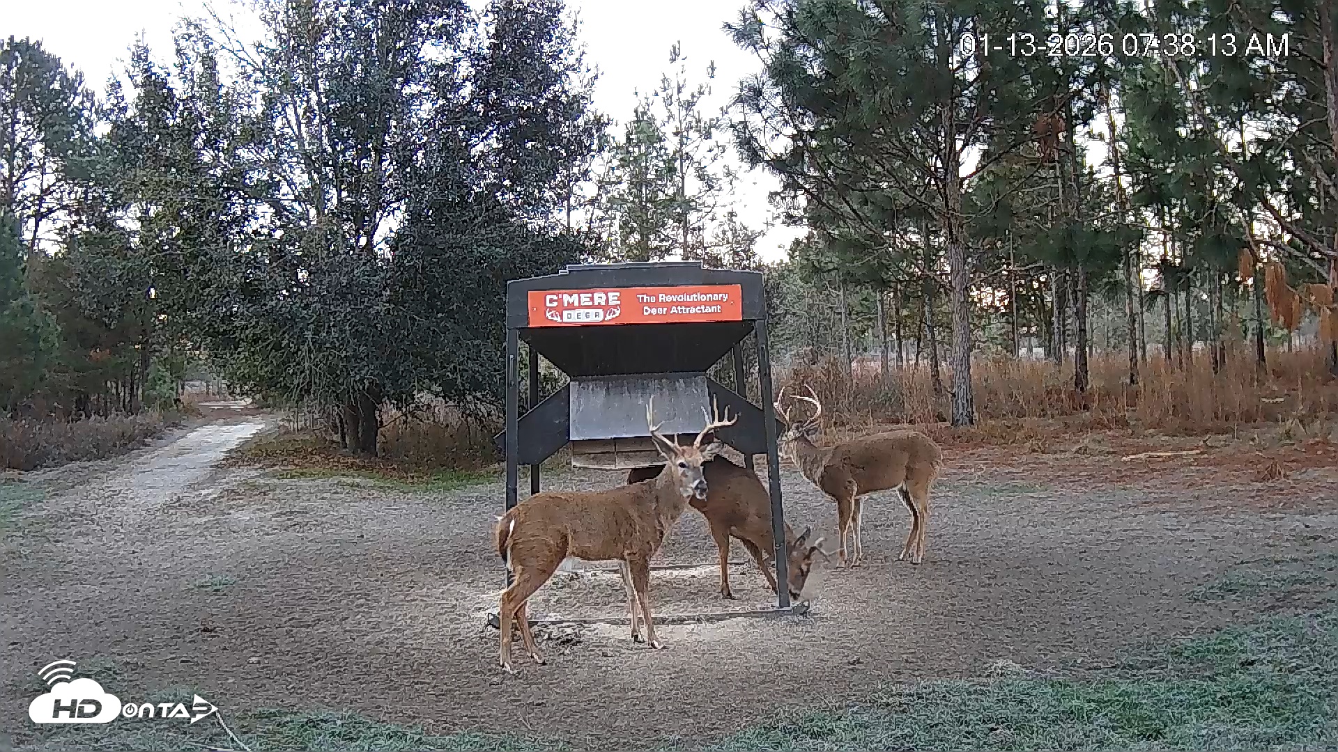 Snapshot of Leesburg Georgia Live Deer Feeder Webcam taken Jan 13, 2026, 7:38am EST