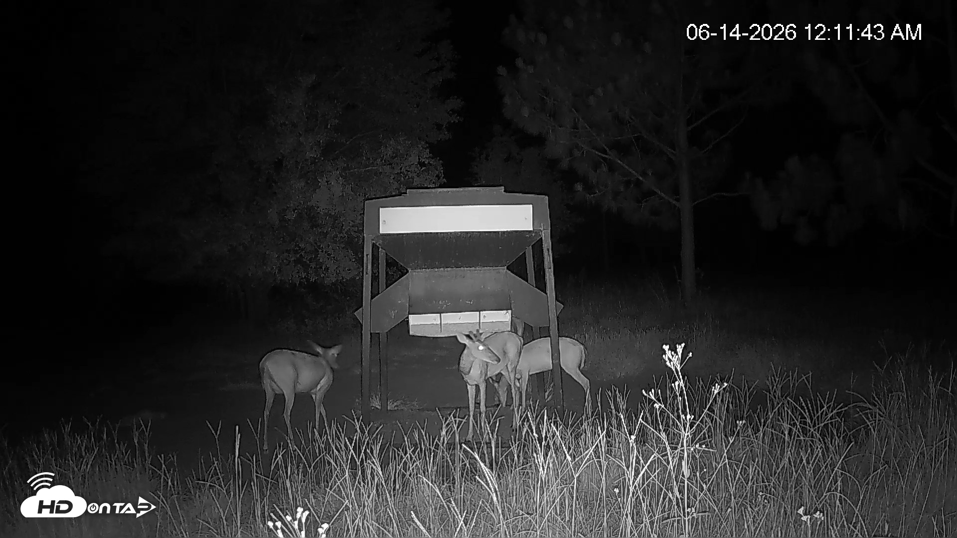 Snapshot of Leesburg Georgia Live Deer Feeder Webcam taken Jun 14, 2026, 12:12am EDT