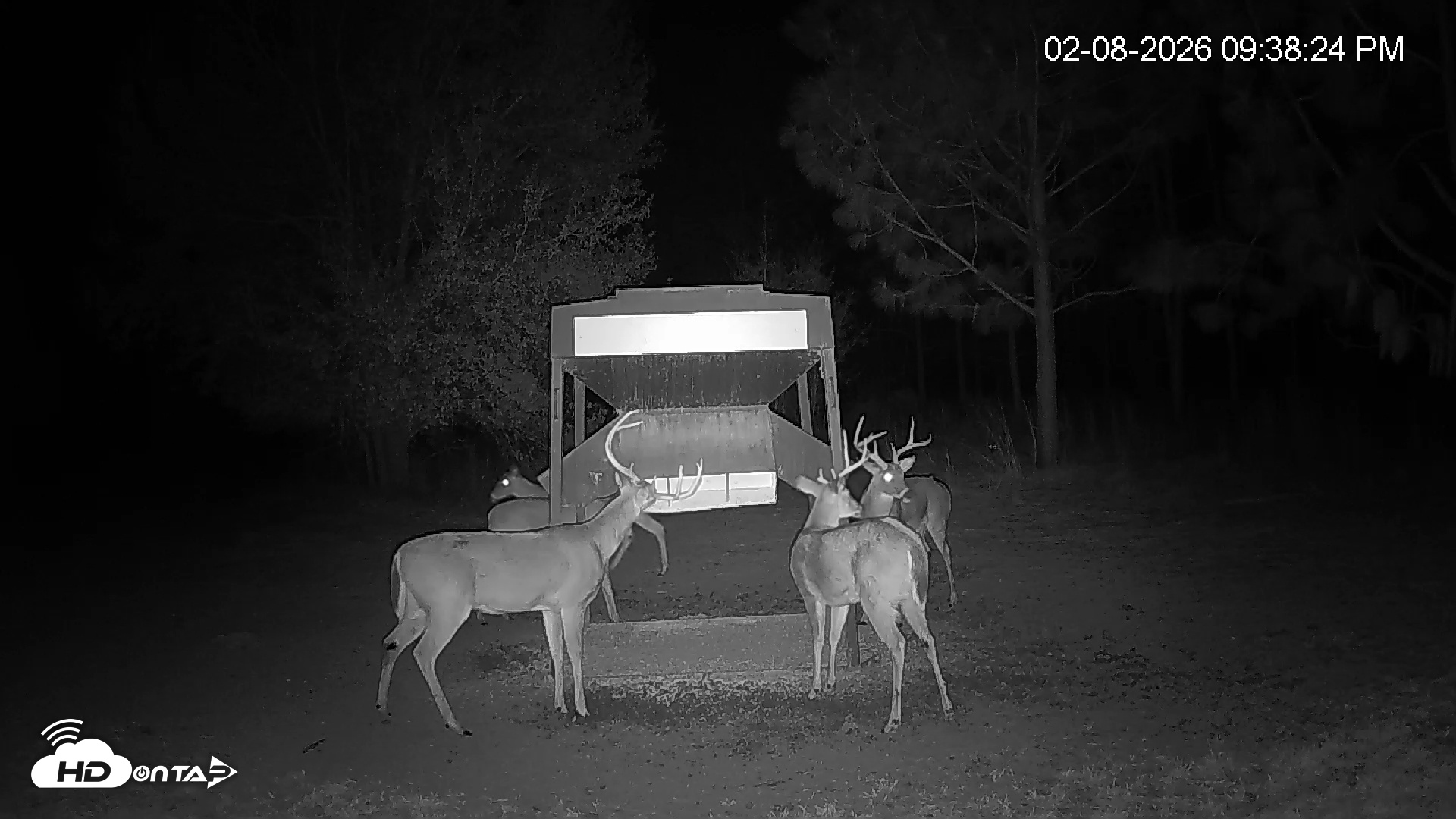 Snapshot of Leesburg Georgia Live Deer Feeder Webcam taken Feb 8, 2026, 9:38pm EST