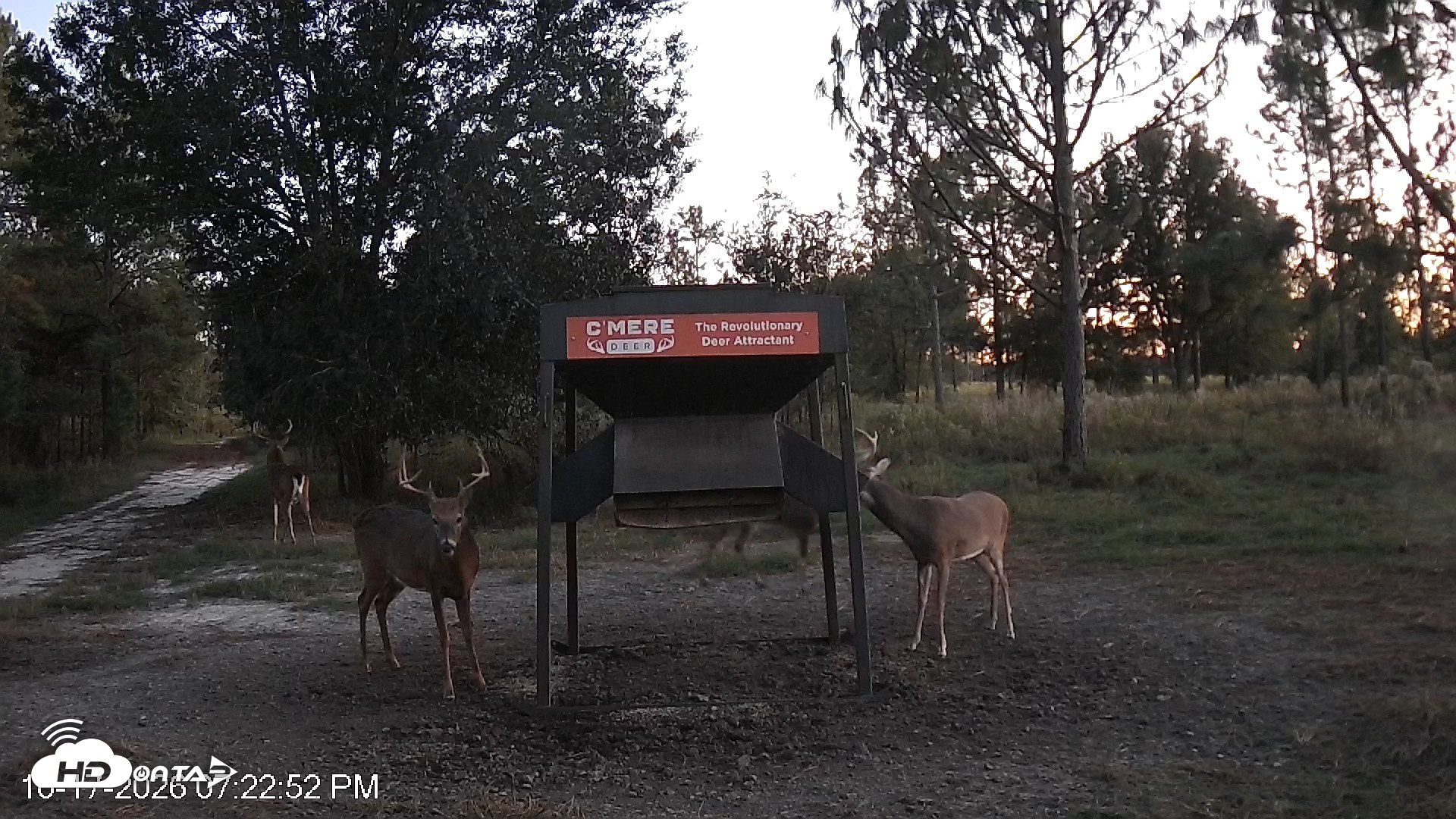 Snapshot of Leesburg Georgia Live Deer Feeder Webcam taken Oct 17, 2026, 7:23pm EDT