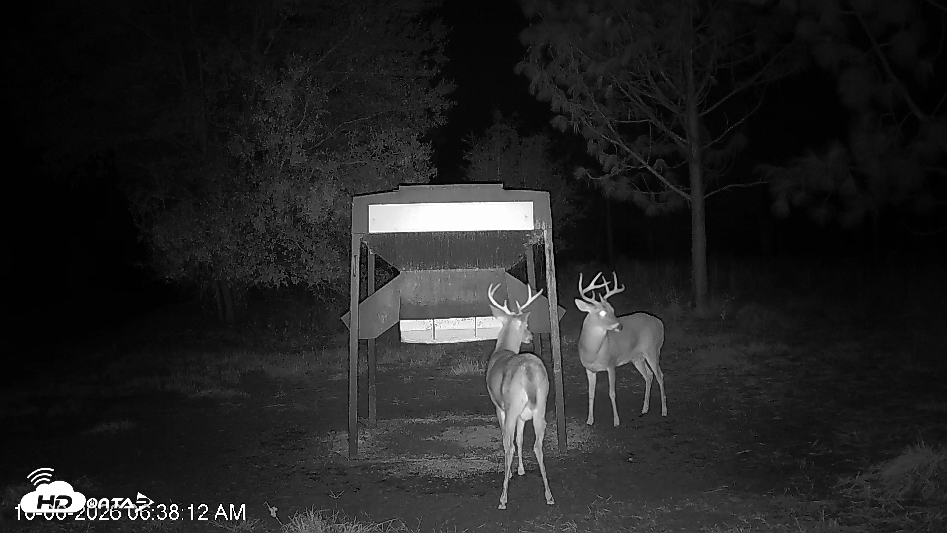 Snapshot of Leesburg Georgia Live Deer Feeder Webcam taken Oct 6, 2026, 6:37am EDT
