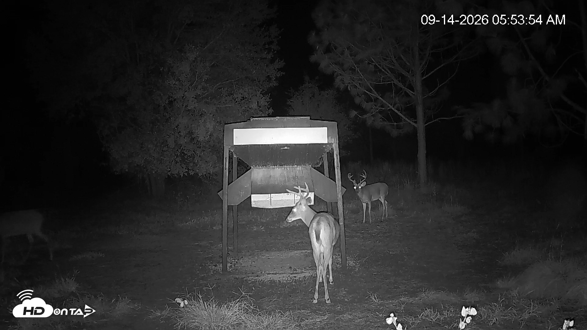 Snapshot of Leesburg Georgia Live Deer Feeder Webcam taken Sep 14, 2026, 5:54am EDT