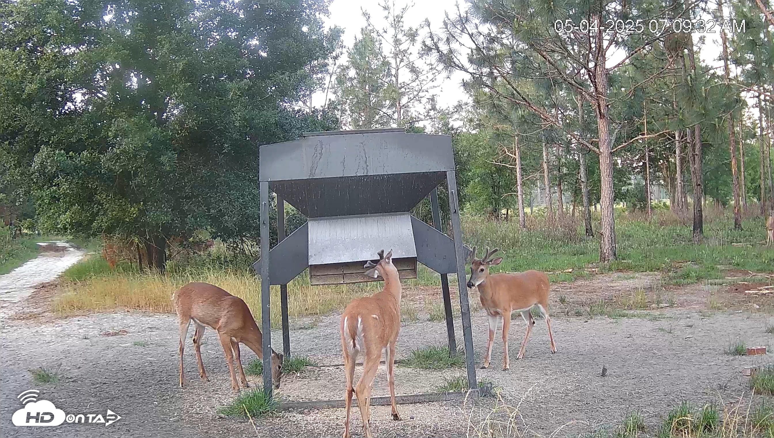 Snapshot of Leesburg Georgia Live Deer Feeder Webcam taken May 4, 2025, 7:09am EDT