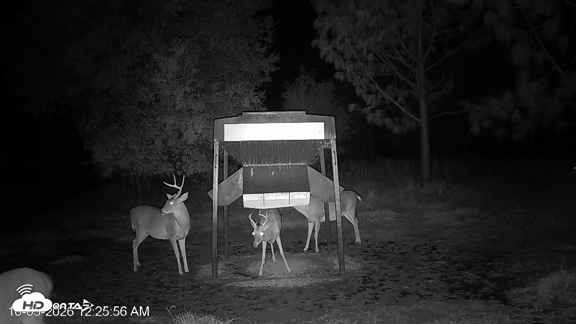 Snapshot of Leesburg Georgia Live Deer Feeder Webcam taken Oct 5, 2026, 12:25am EDT