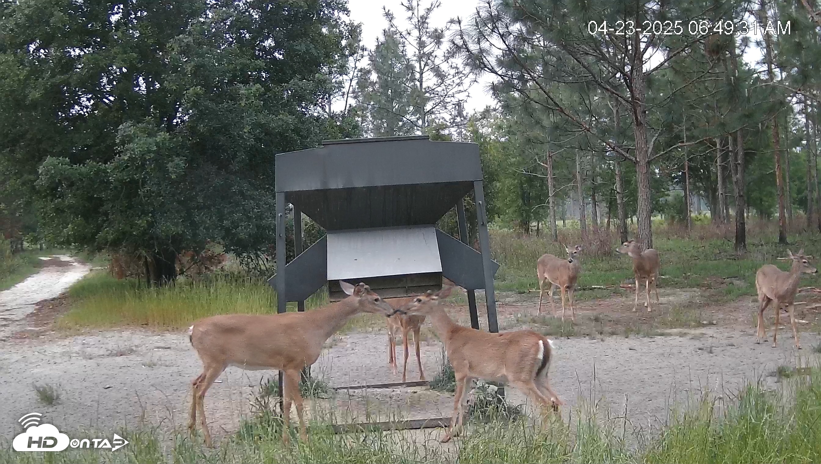 Snapshot of Leesburg Georgia Live Deer Feeder Webcam taken Apr 23, 2025, 6:51am EDT