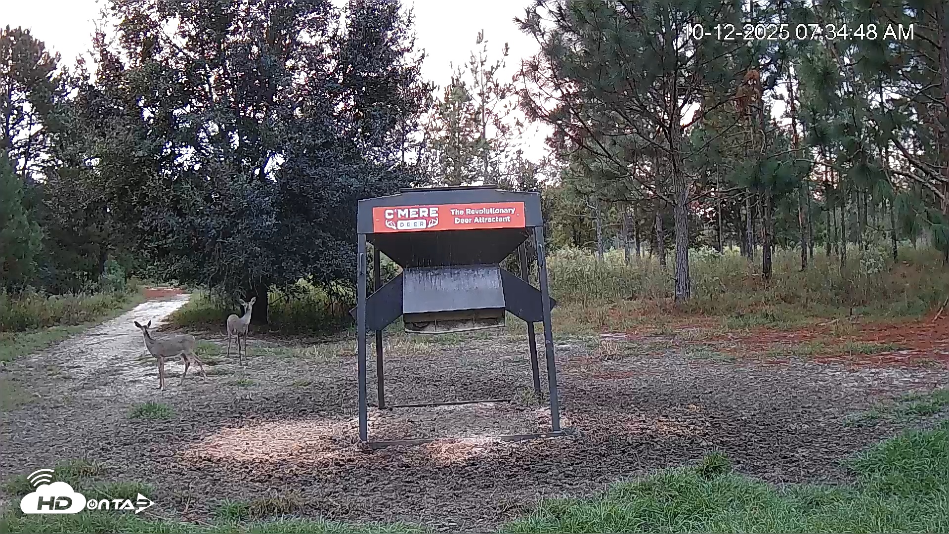 Snapshot of Leesburg Georgia Live Deer Feeder Webcam taken Oct 12, 2025, 7:35am EDT