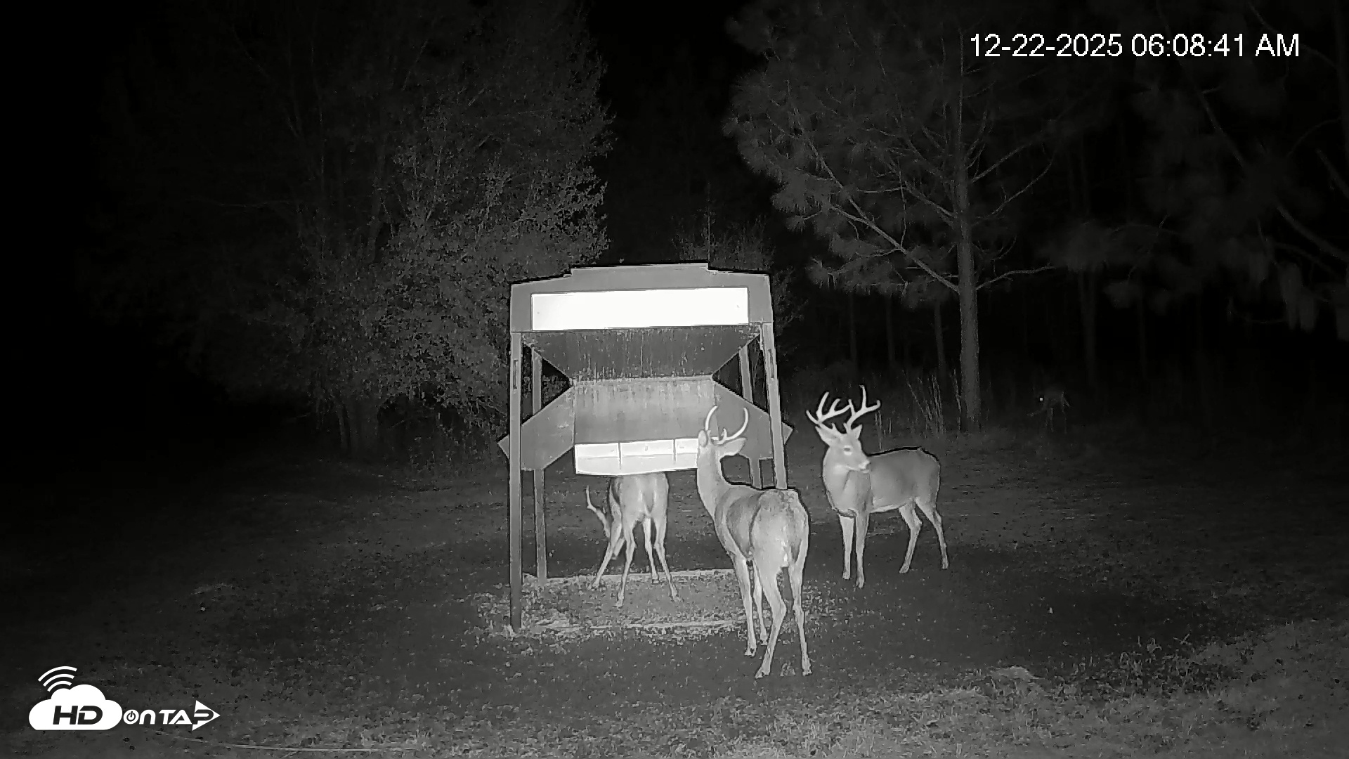 Snapshot of Leesburg Georgia Live Deer Feeder Webcam taken Dec 22, 2025, 6:08am EST