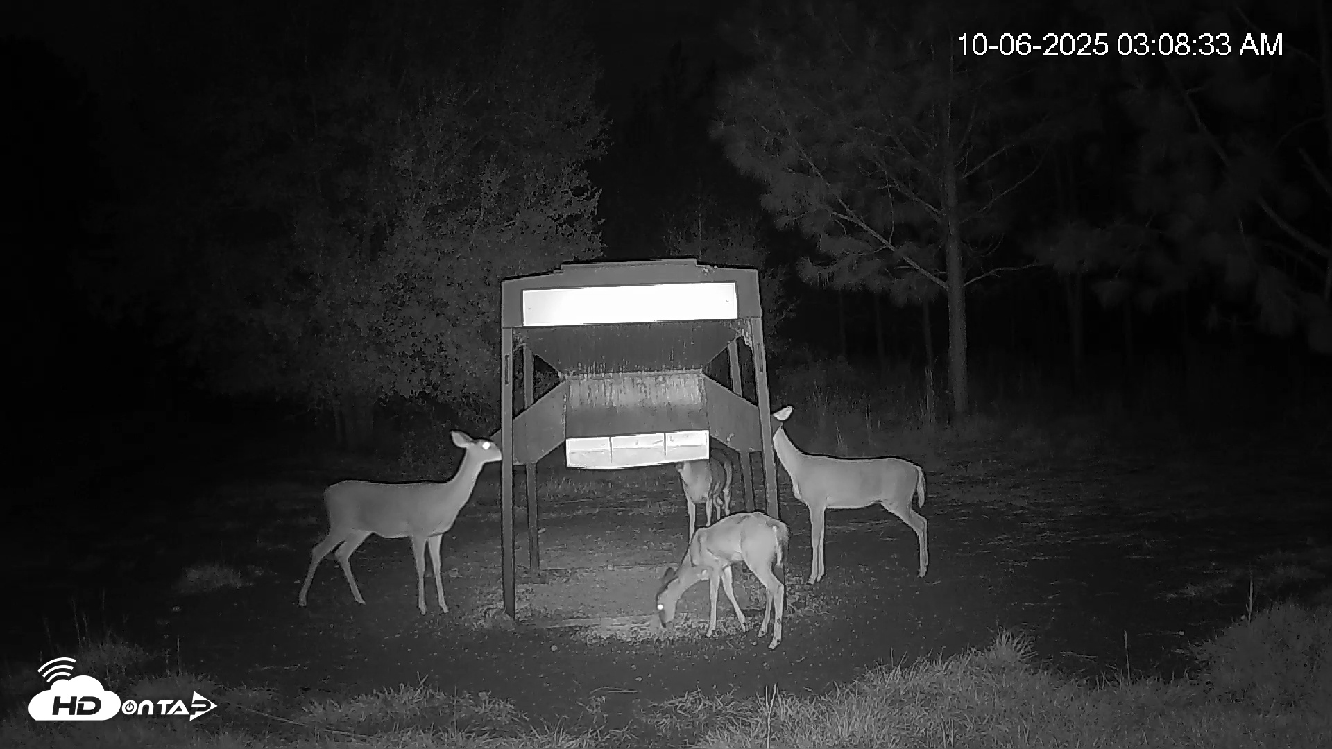 Snapshot of Leesburg Georgia Live Deer Feeder Webcam taken Oct 6, 2025, 3:08am EDT