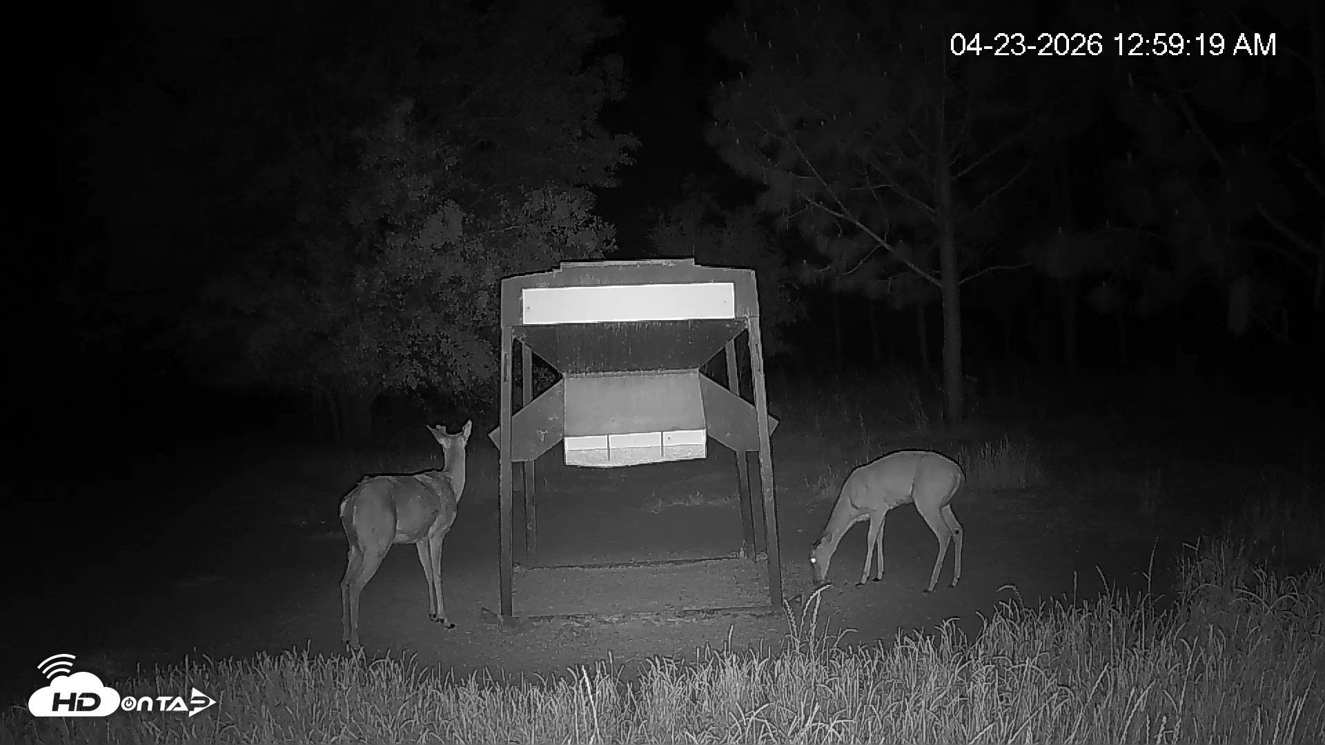 Snapshot of Leesburg Georgia Live Deer Feeder Webcam taken Apr 23, 2026, 12:59am EDT