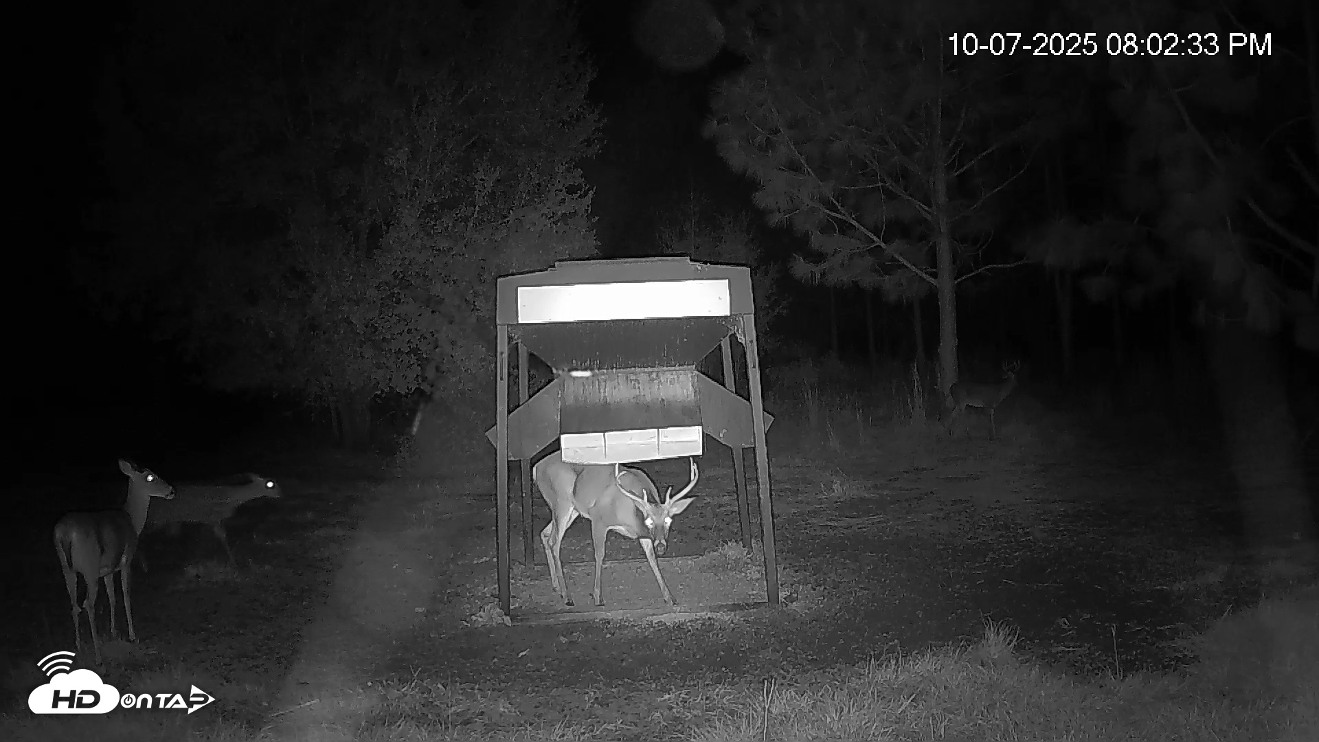 Snapshot of Leesburg Georgia Live Deer Feeder Webcam taken Oct 7, 2025, 8:03pm EDT