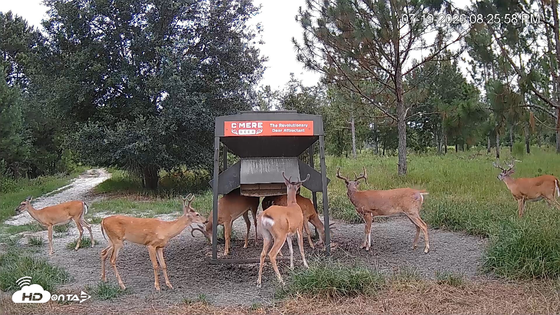 Snapshot of Leesburg Georgia Live Deer Feeder Webcam taken Jul 19, 2026, 8:26pm EDT