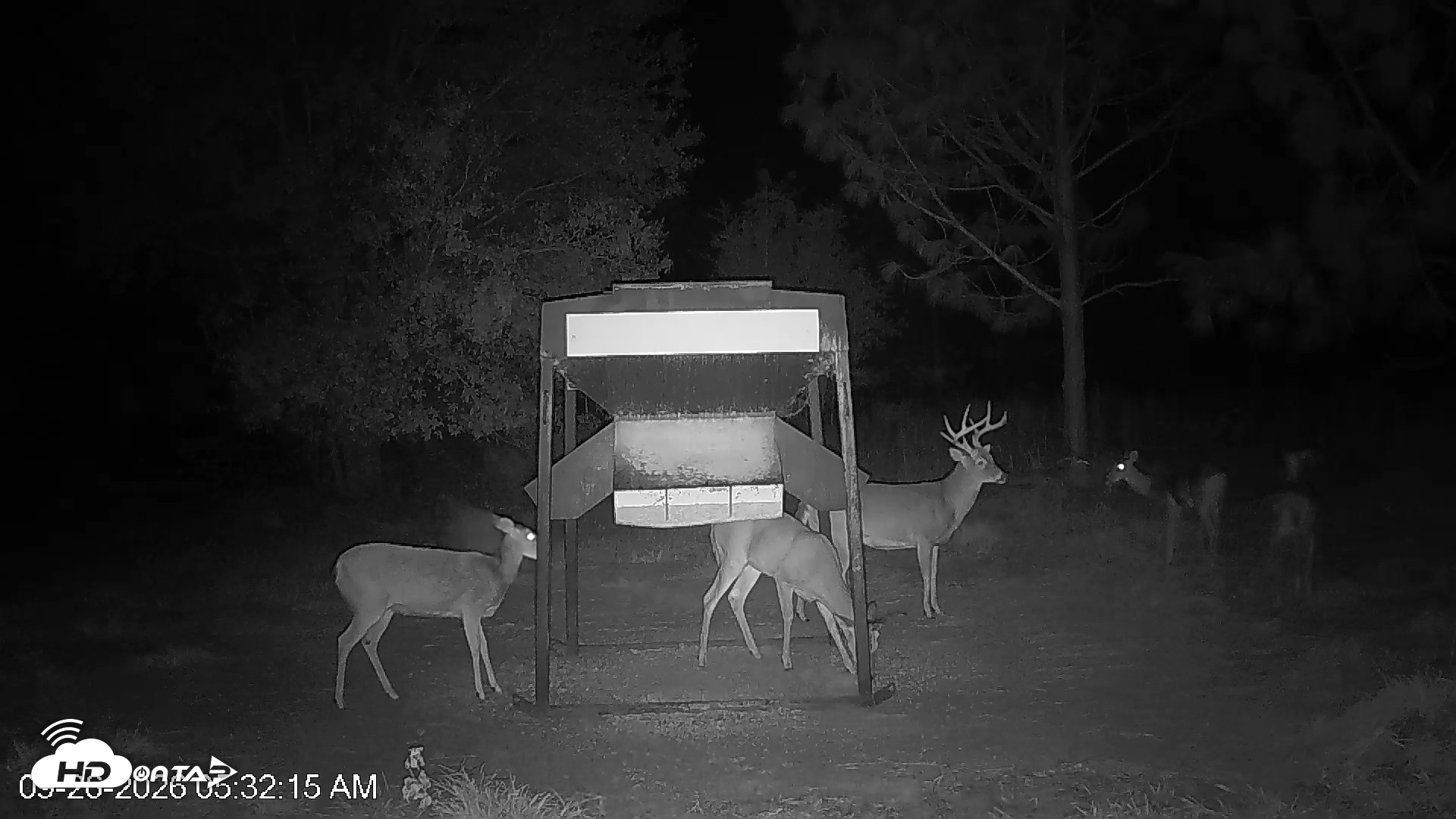 Snapshot of Leesburg Georgia Live Deer Feeder Webcam taken Sep 26, 2026, 5:32am EDT