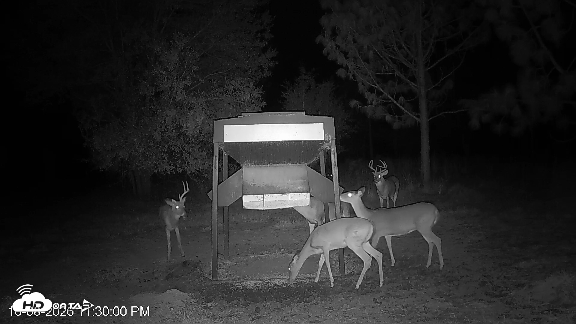 Snapshot of Leesburg Georgia Live Deer Feeder Webcam taken Oct 8, 2026, 11:29pm EDT